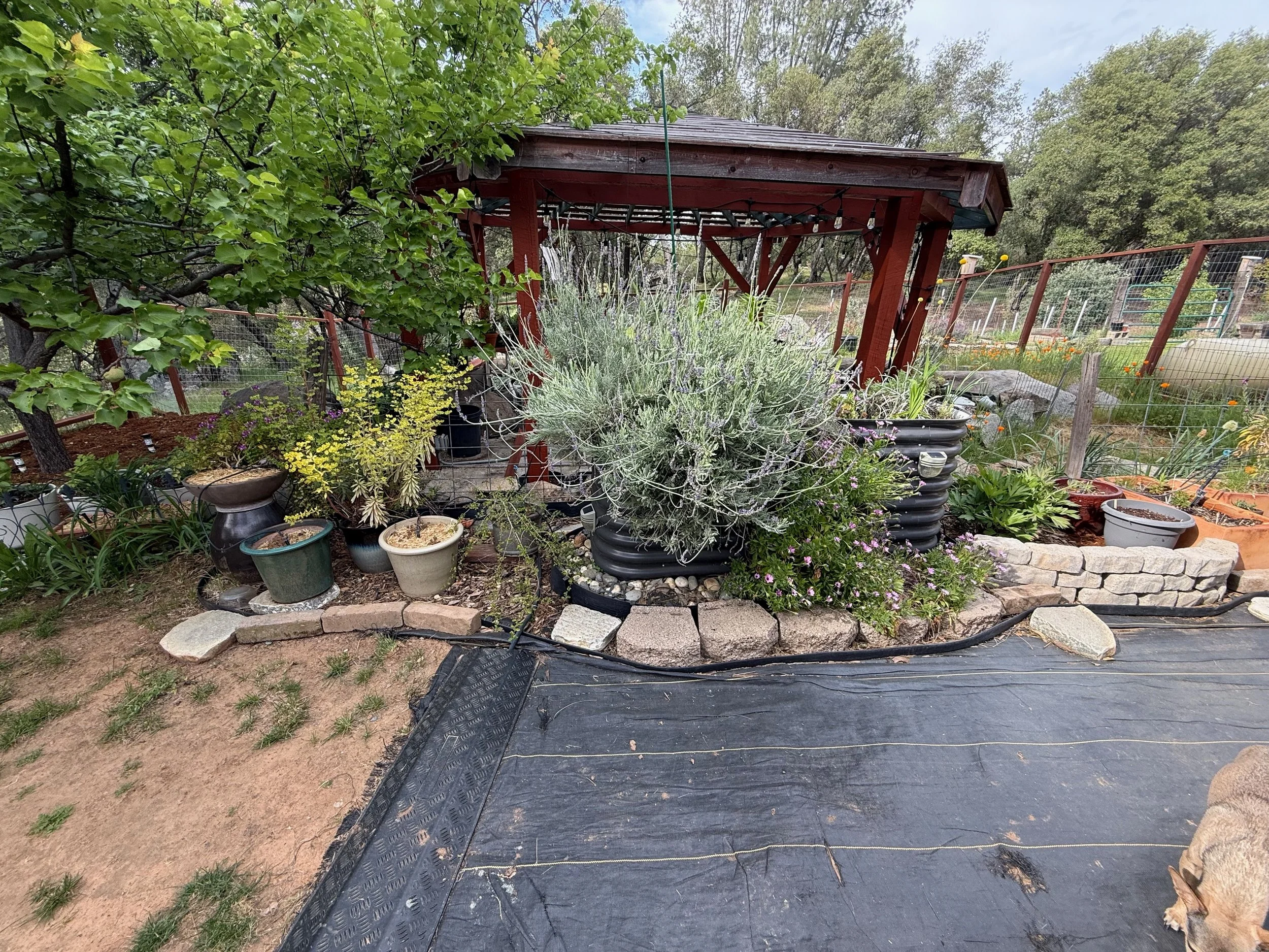 2026_04_09_Garden - 13.jpeg