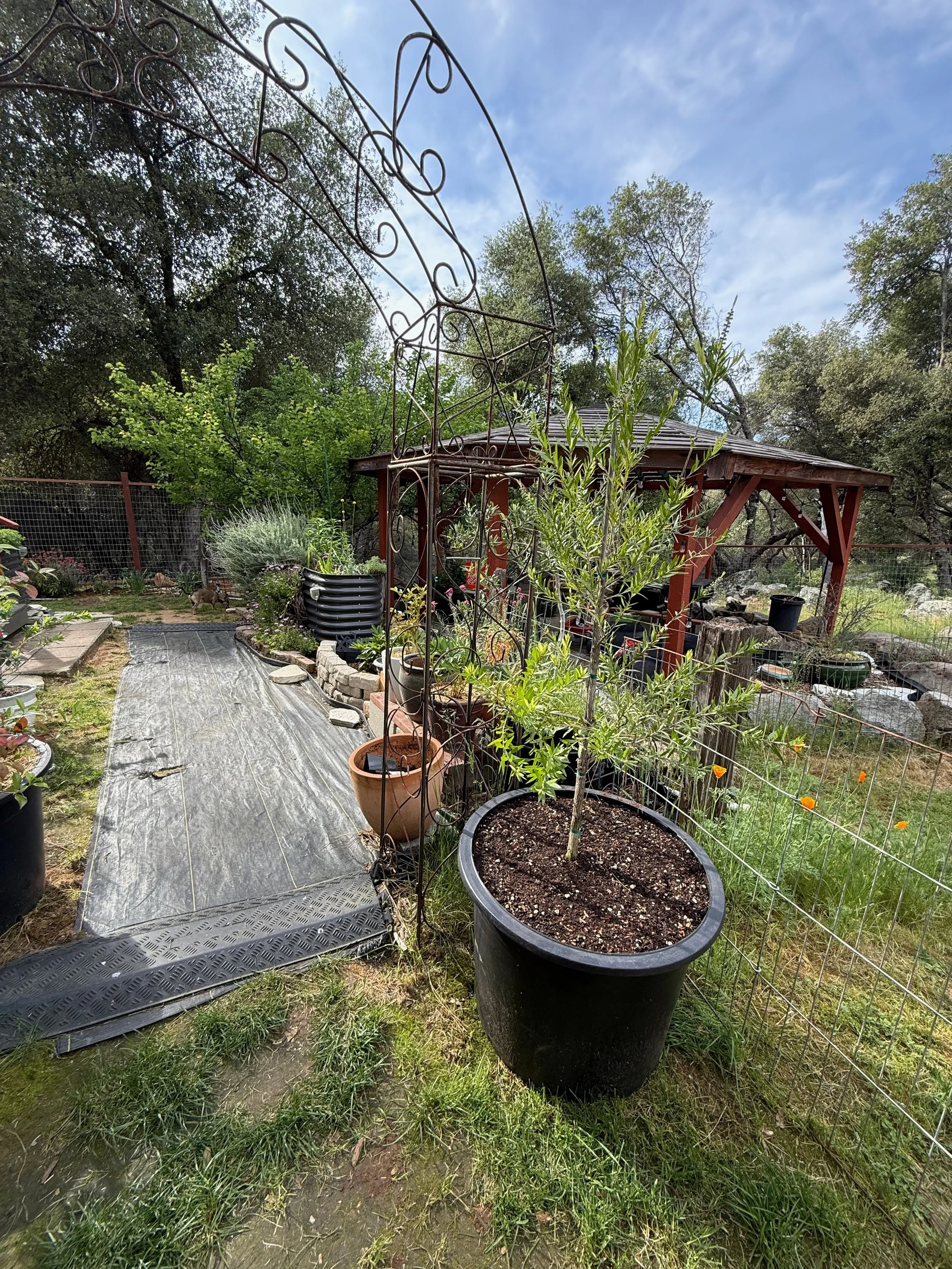 2026_04_09_Garden - 16.jpeg