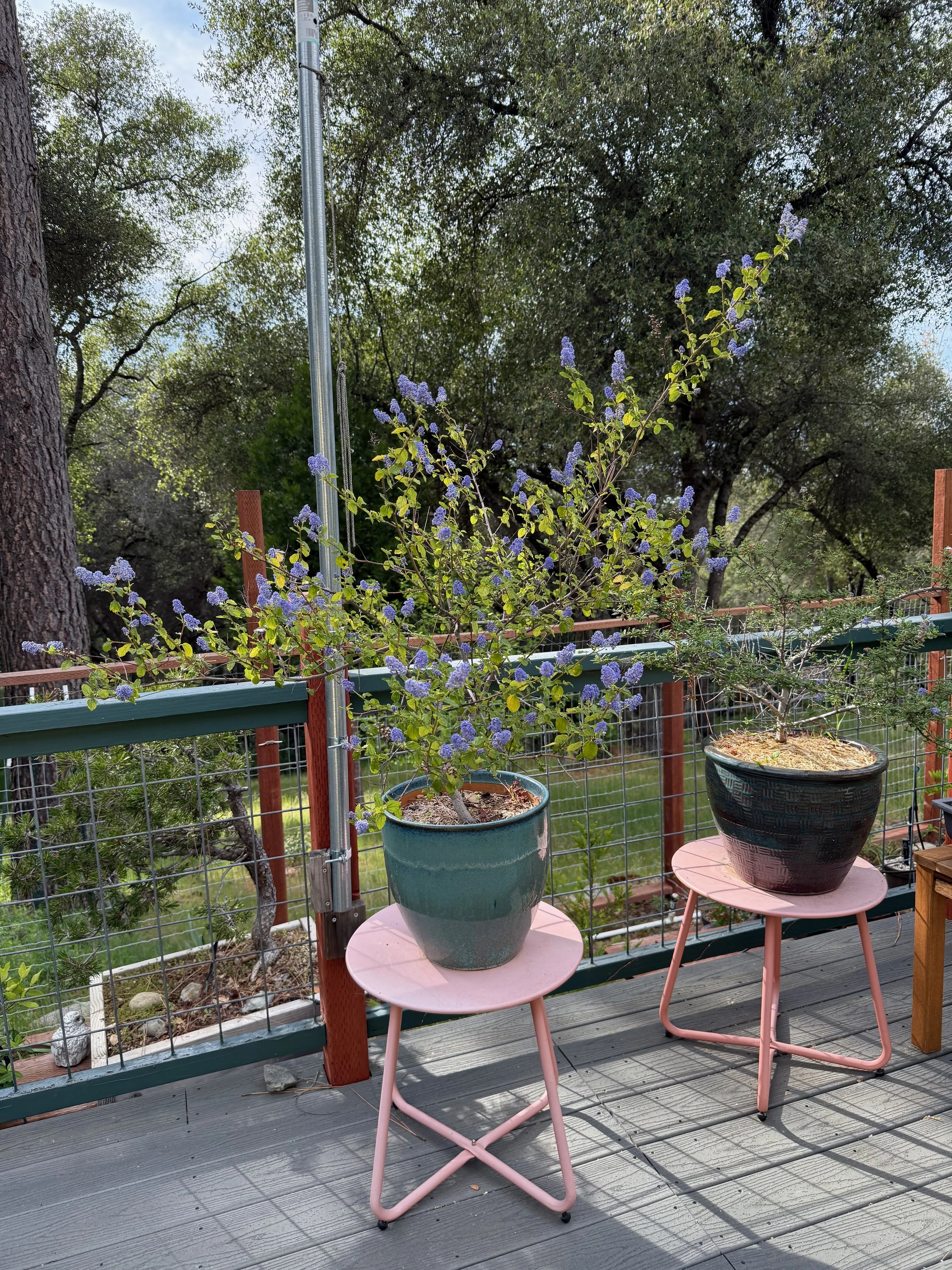 2026_04_09_Garden - 19.jpeg