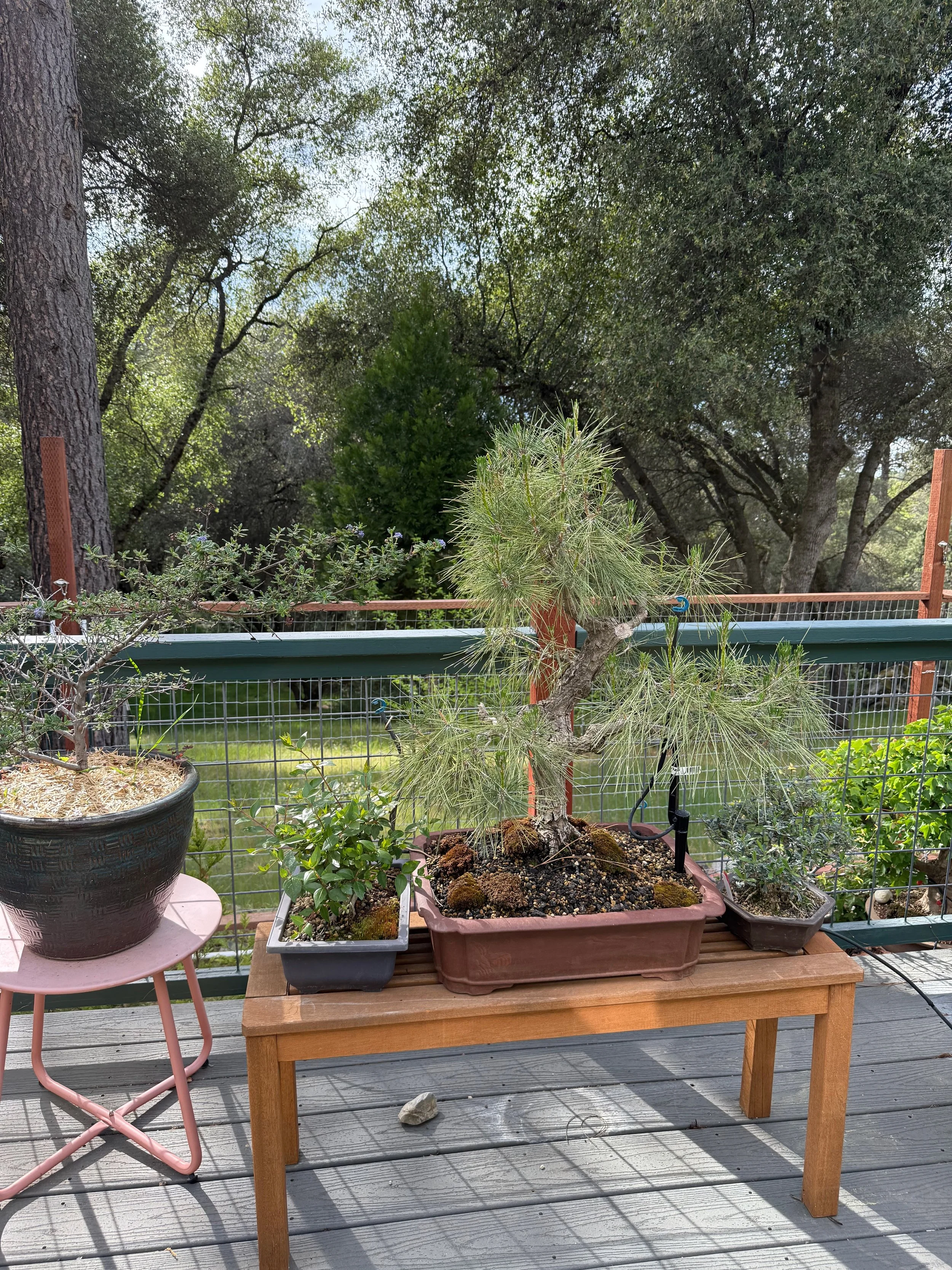 2026_04_09_Garden - 20.jpeg