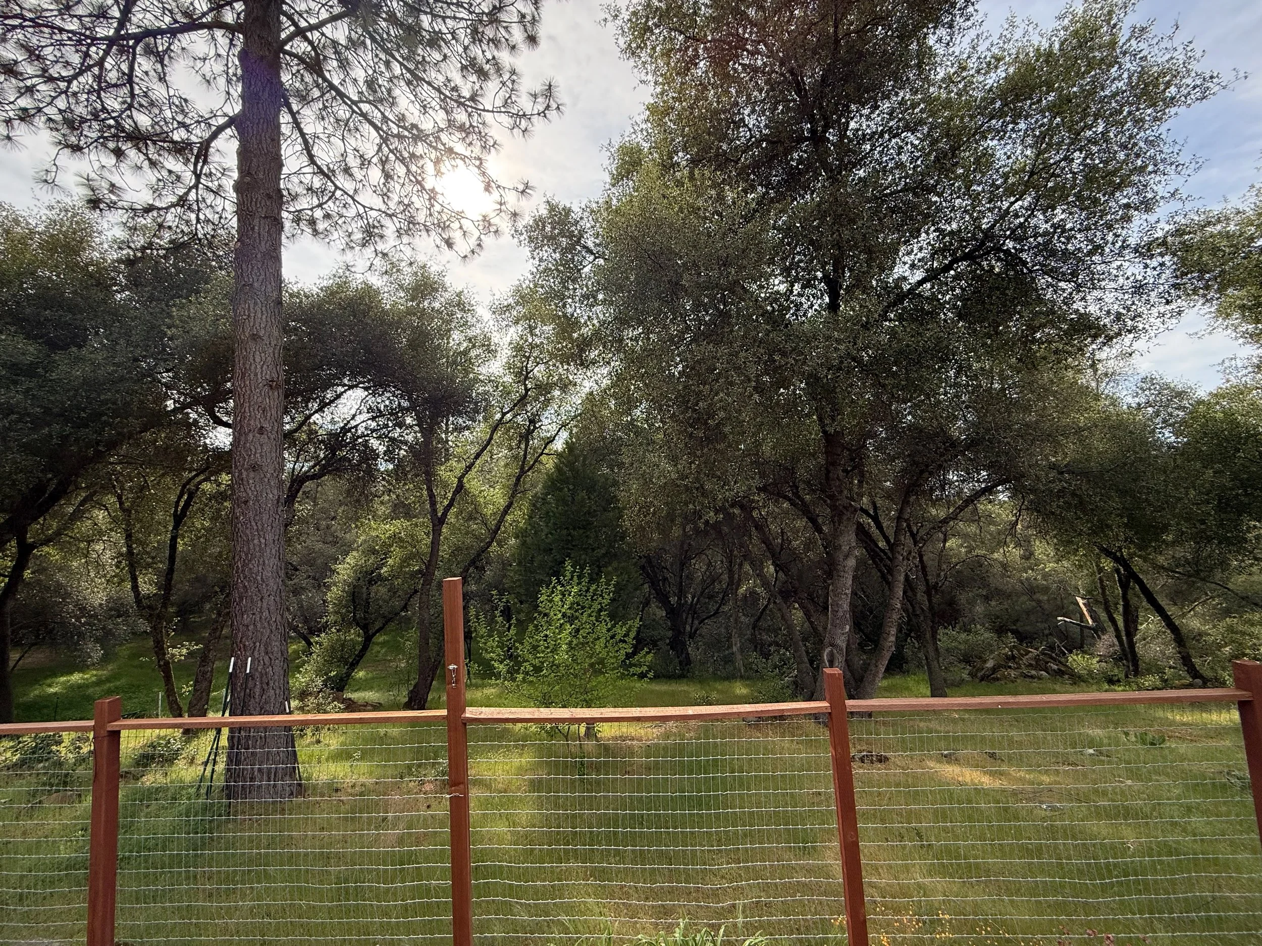 2026_04_09_Garden - 26.jpeg