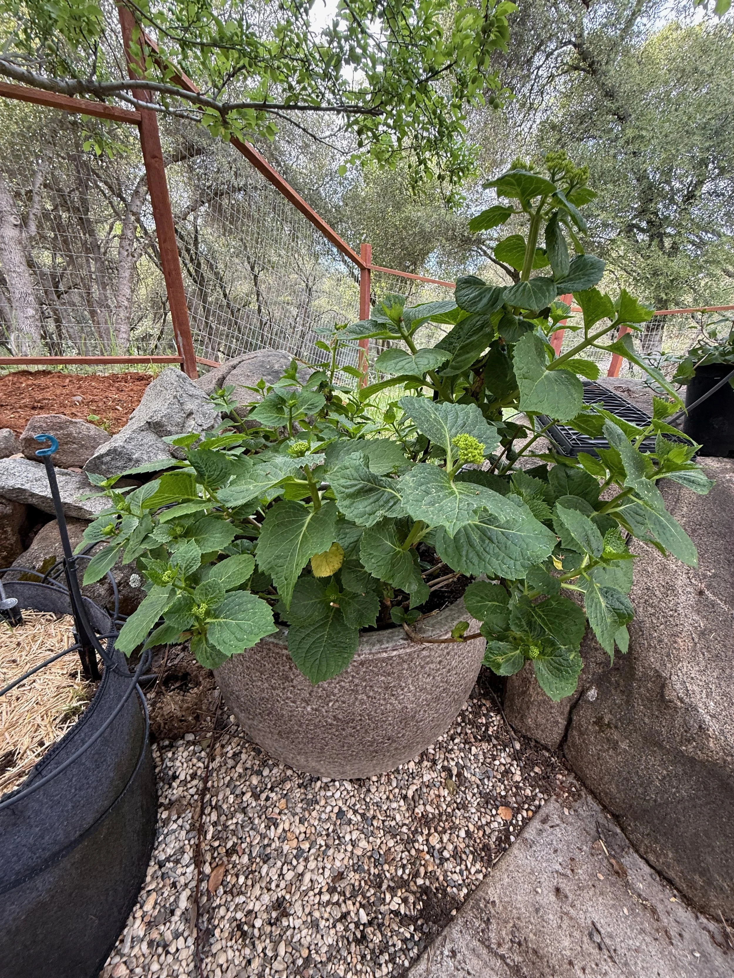 2026_04_09_Garden - 27.jpeg