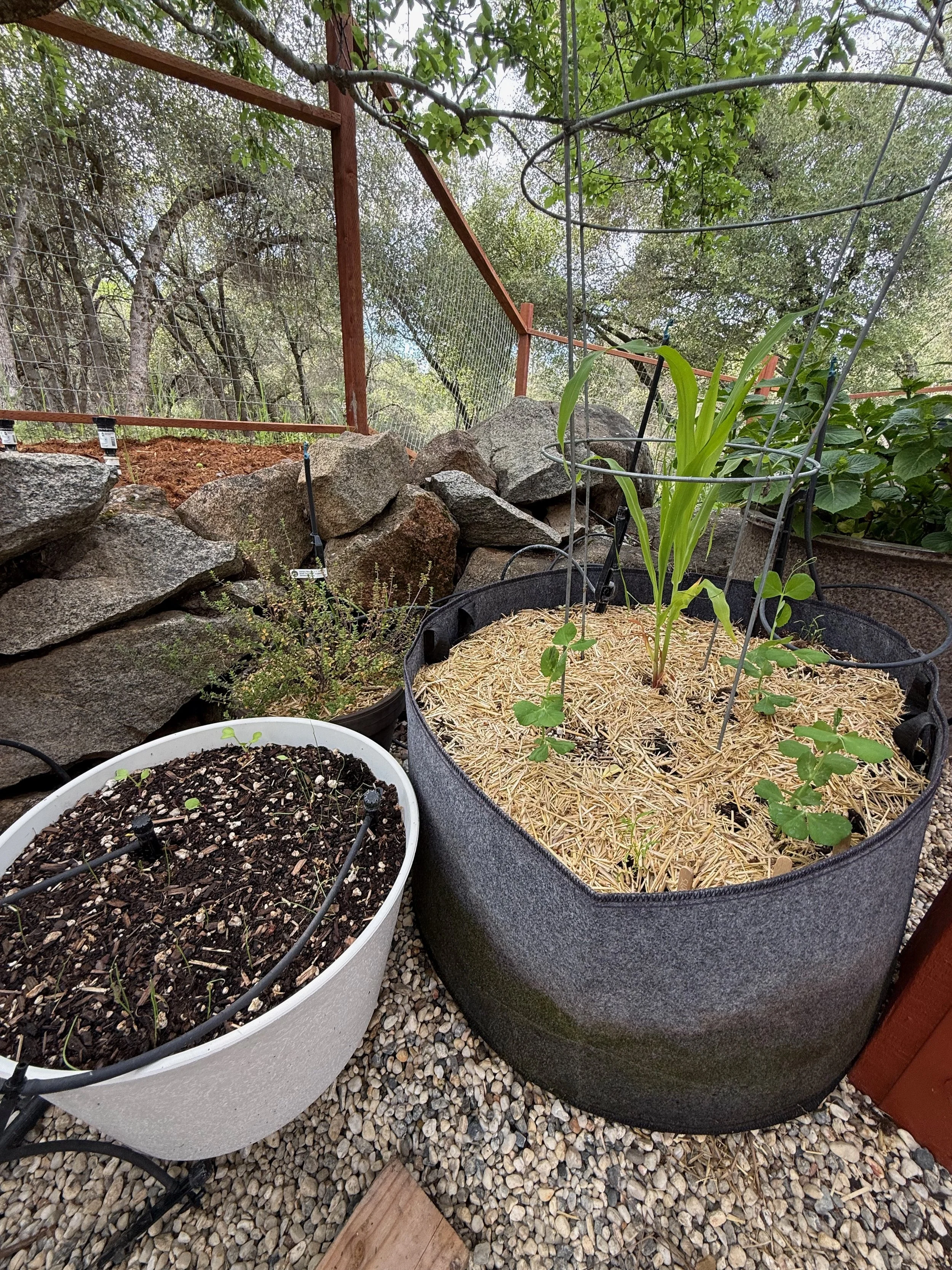 2026_04_09_Garden - 28.jpeg