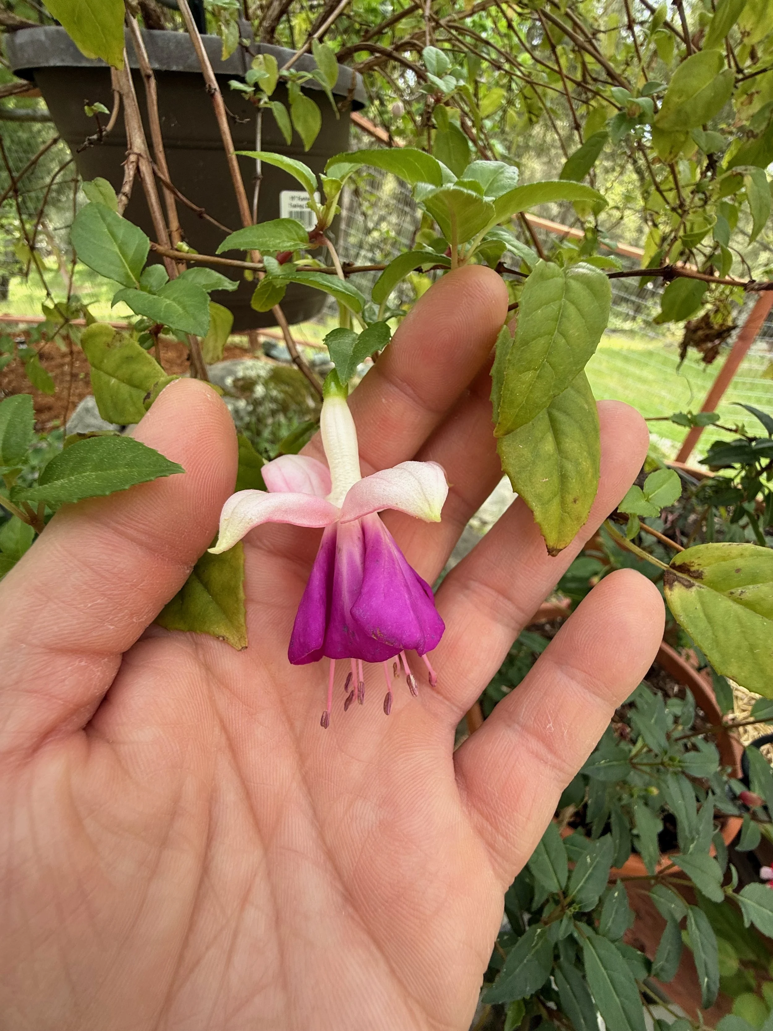 2026_04_09_Garden - 29.jpeg