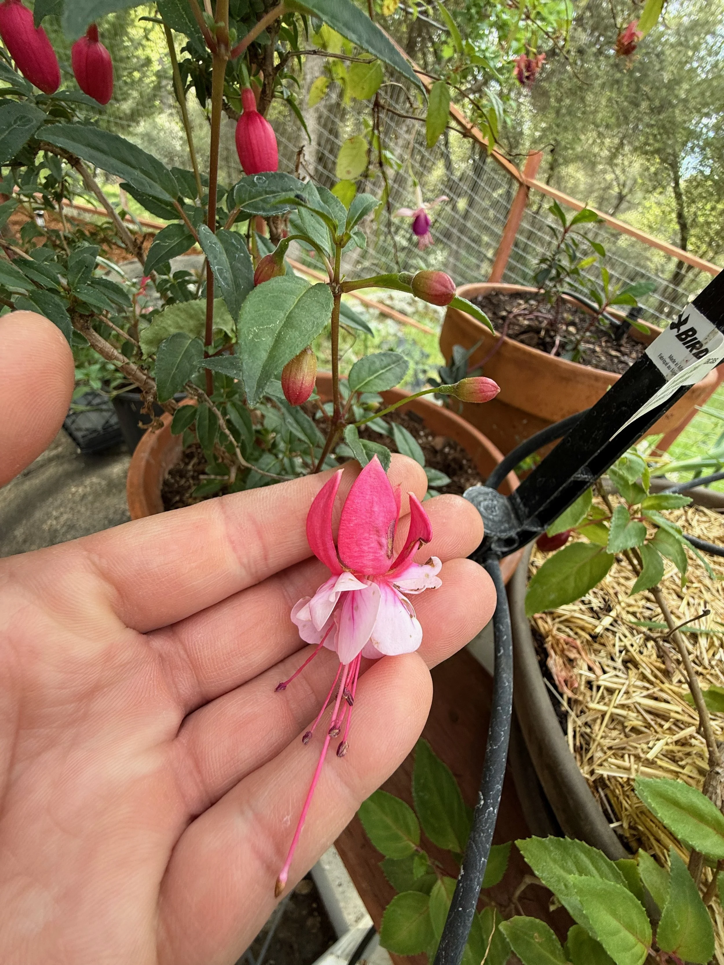 2026_04_09_Garden - 30.jpeg