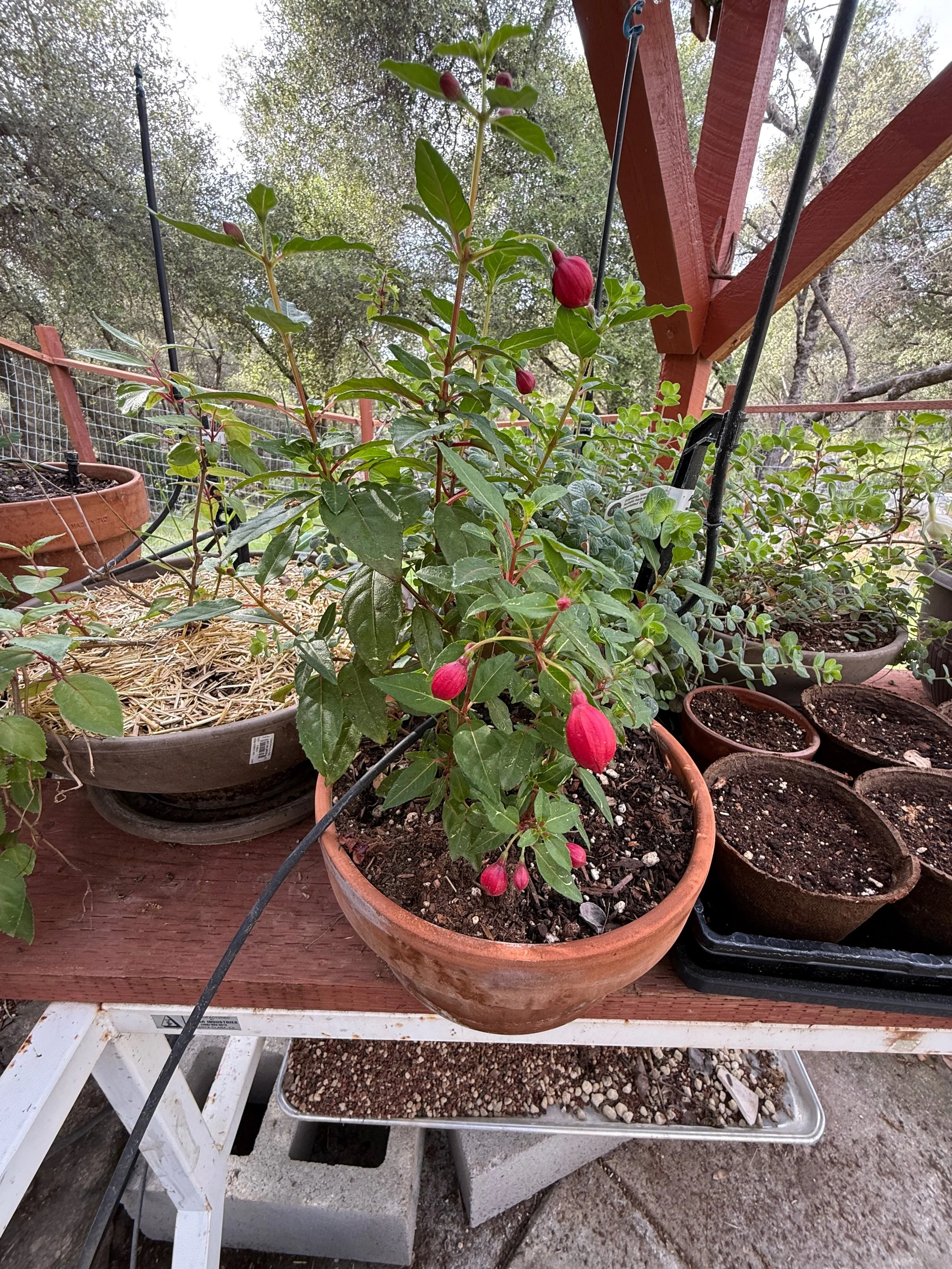 2026_04_09_Garden - 31.jpeg