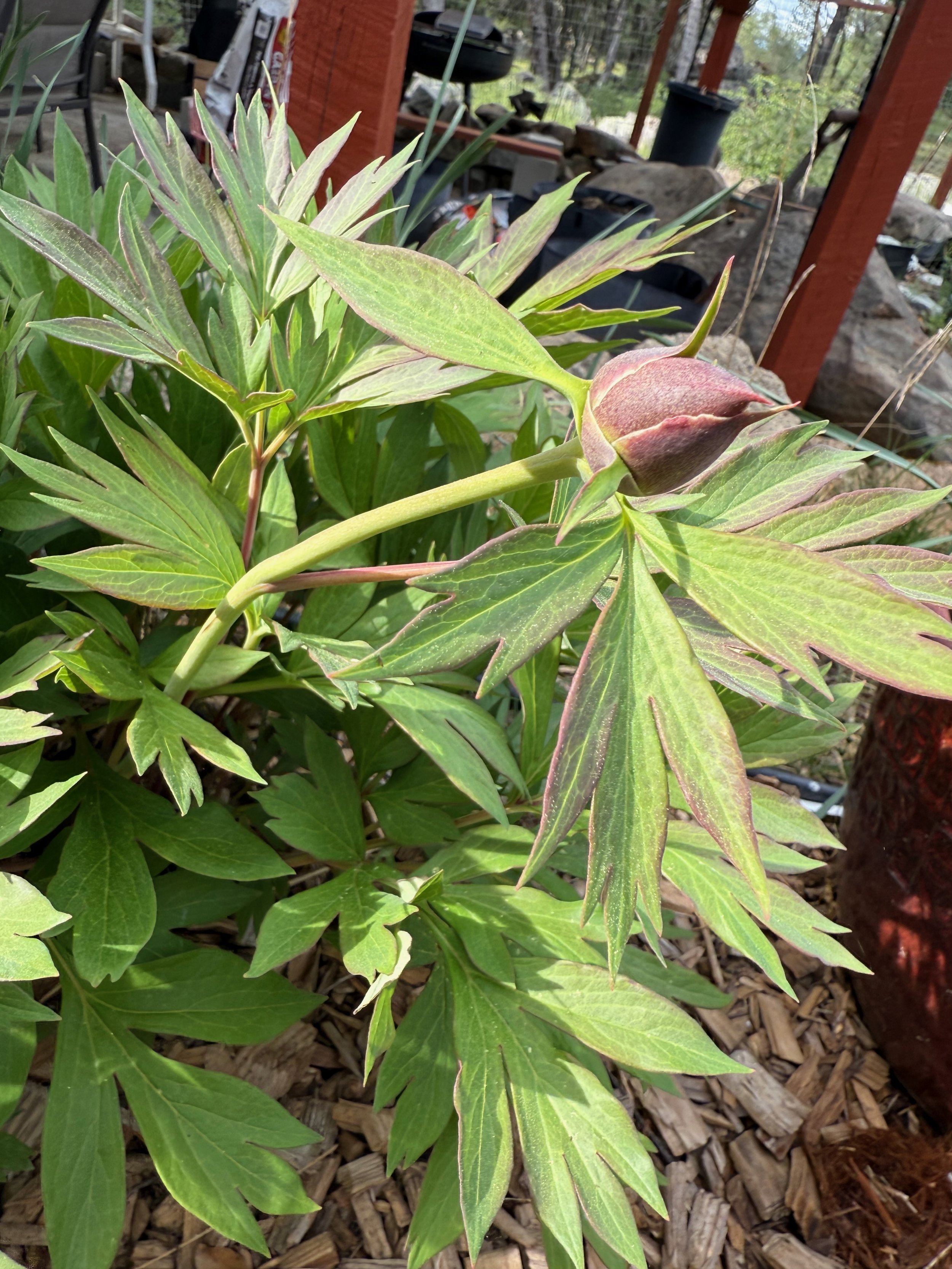 2026_04_09_Garden - 33.jpeg