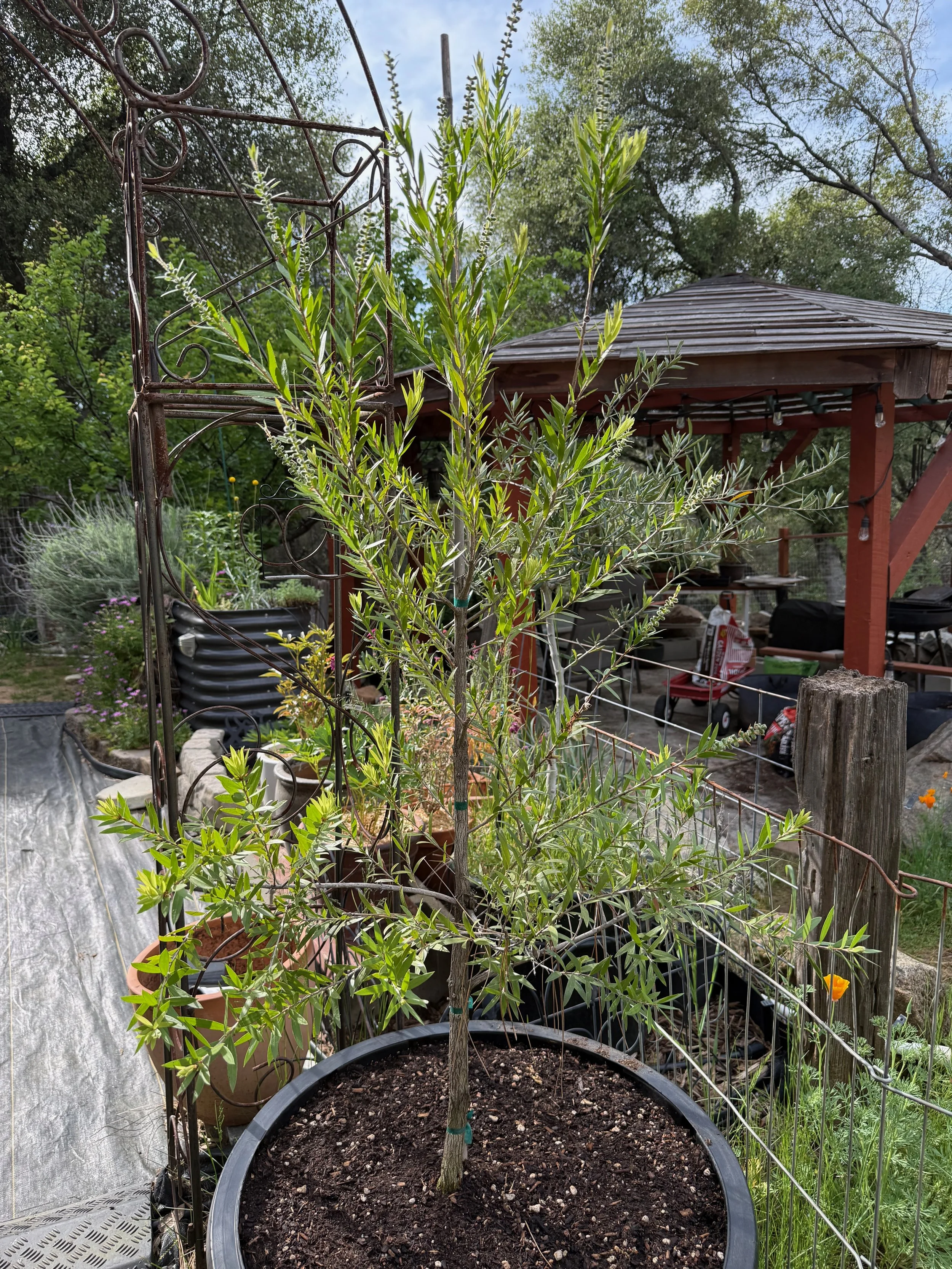 2026_04_09_Garden - 32.jpeg