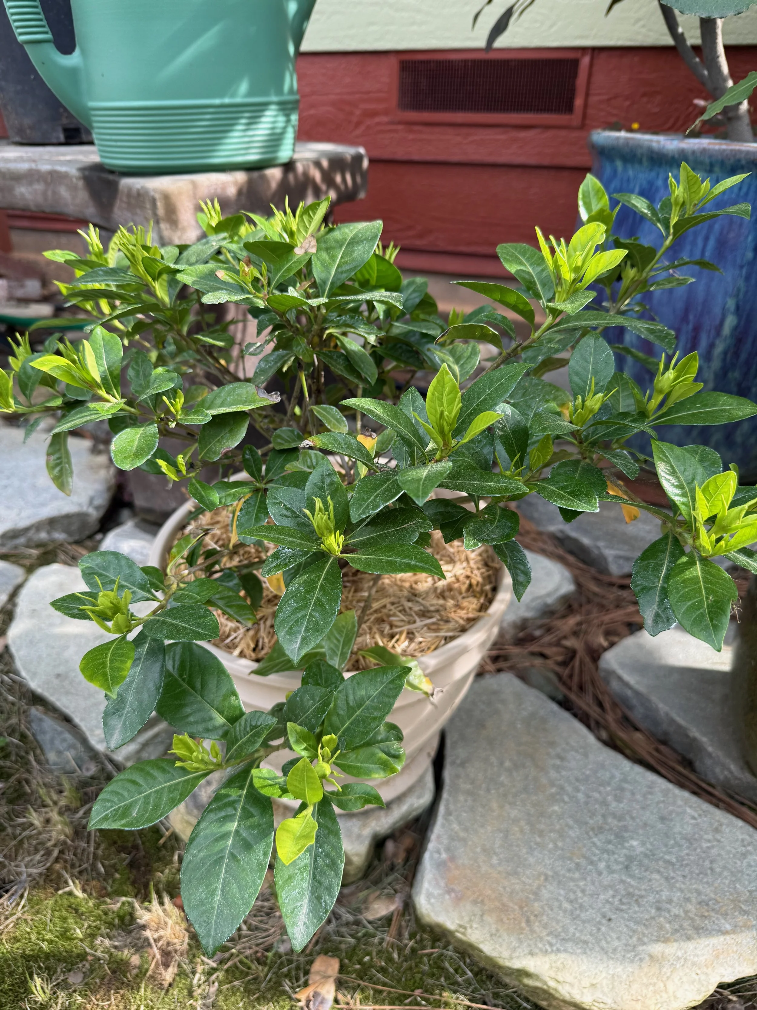 2026_04_09_Garden - 34.jpeg