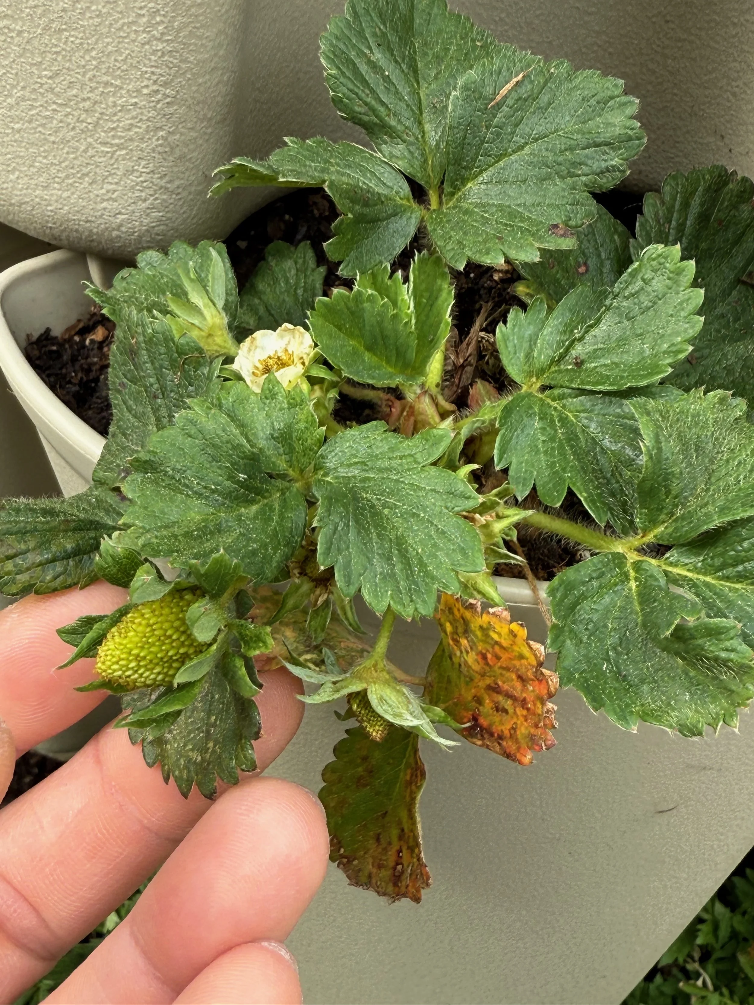 2026_04_09_Garden - 37.jpeg