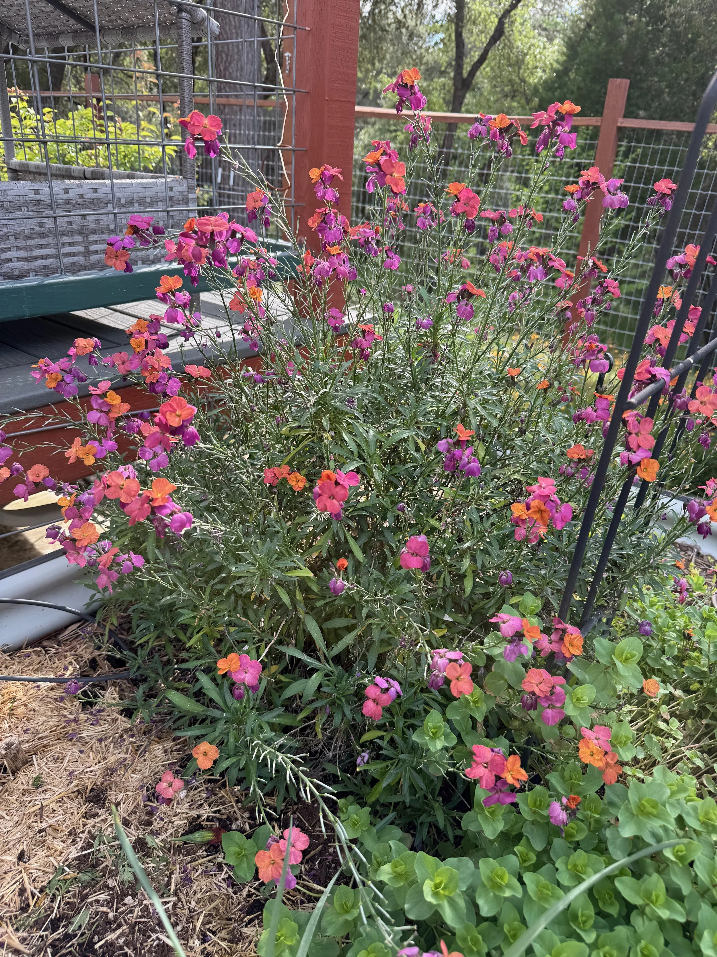 2026_04_09_Garden - 36.jpeg