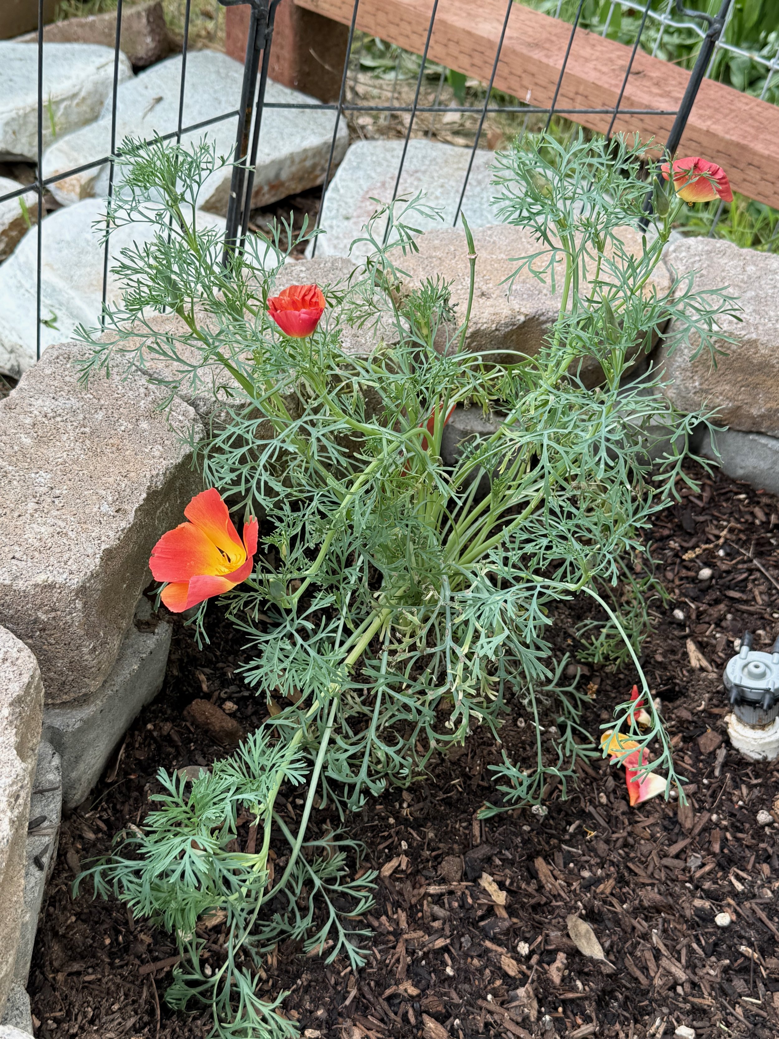 2026_04_09_Garden - 38.jpeg