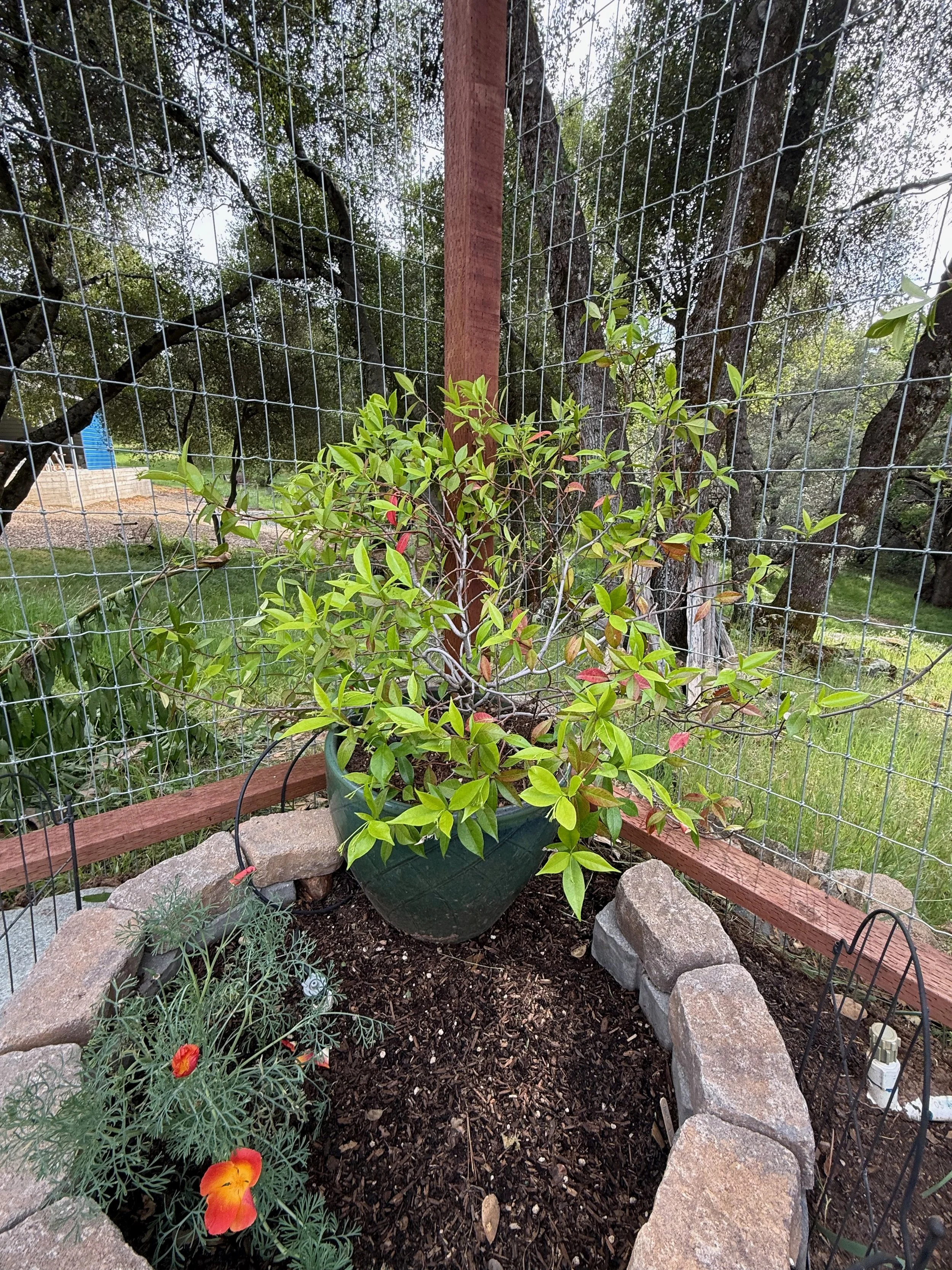 2026_04_09_Garden - 39.jpeg