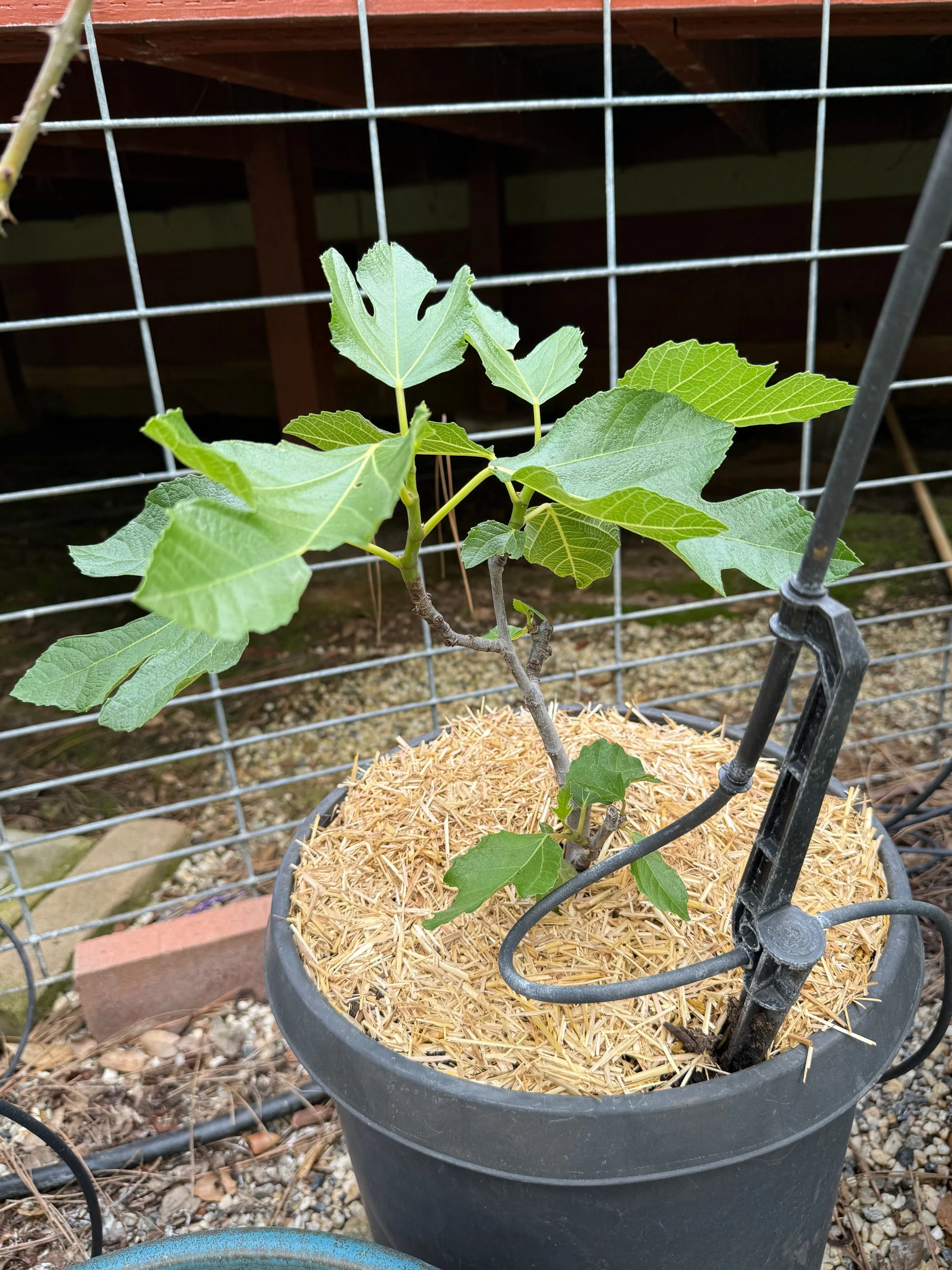 2026_04_09_Garden - 41.jpeg