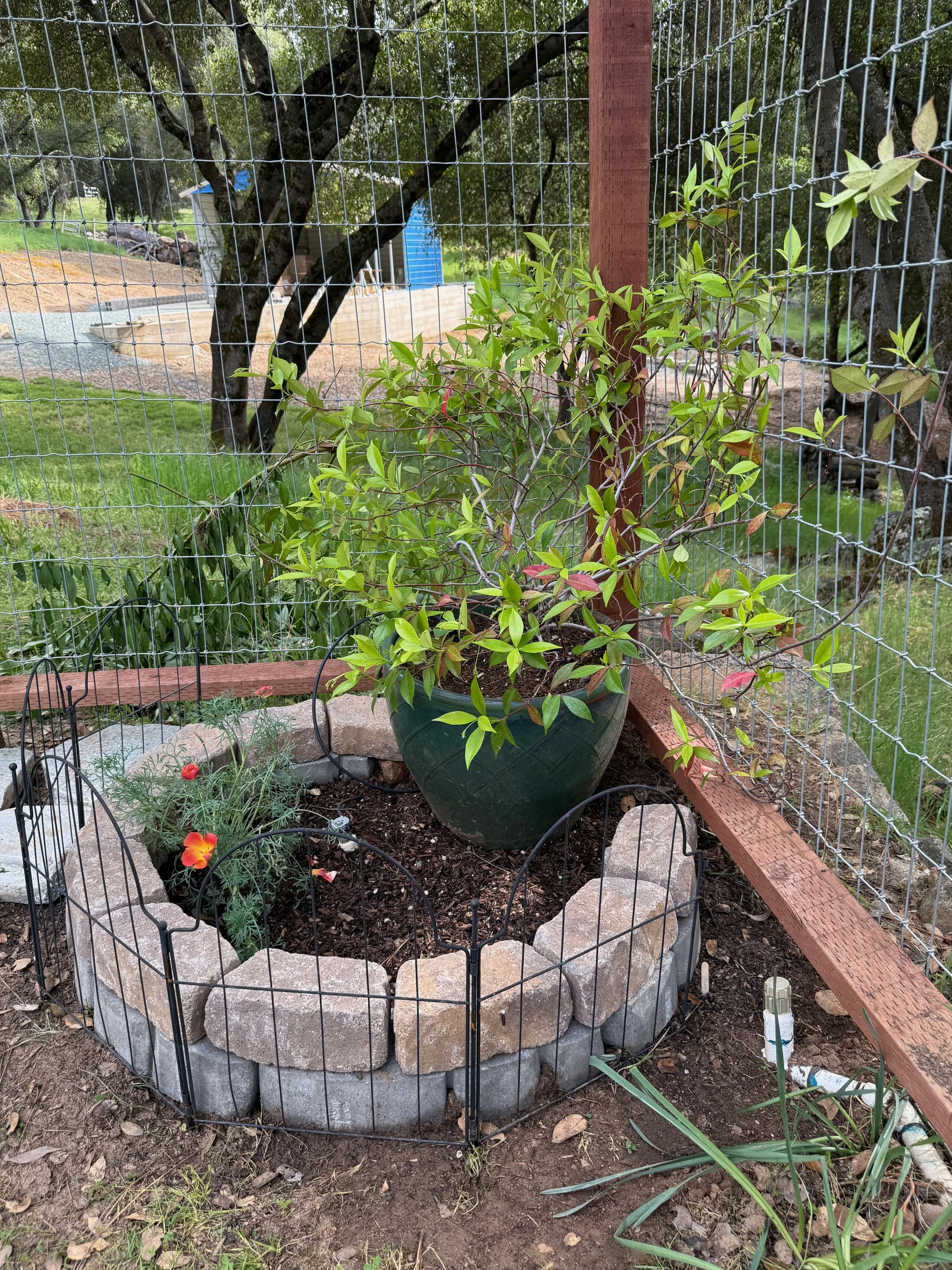 2026_04_09_Garden - 40.jpeg