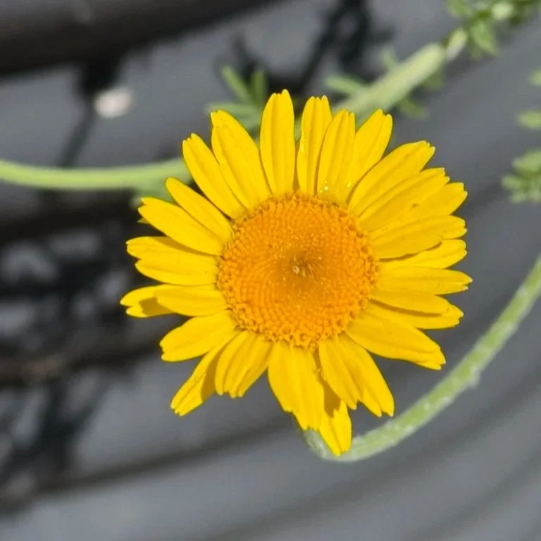 Golden Marguerite