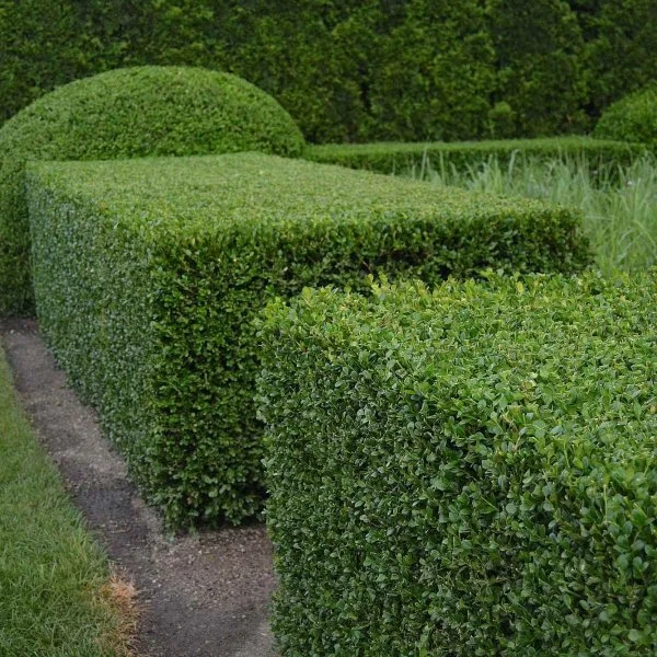 Green Mountain Boxwood Beebe Landscape Design