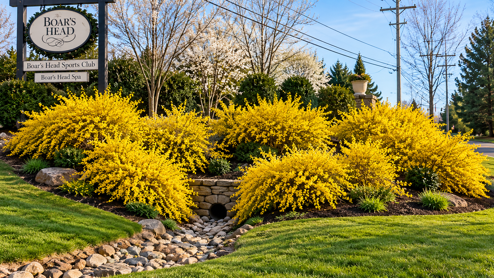 Forsythia at Boars Head