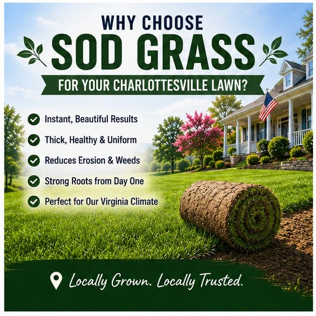 Charlottesville Sod Grass Installation