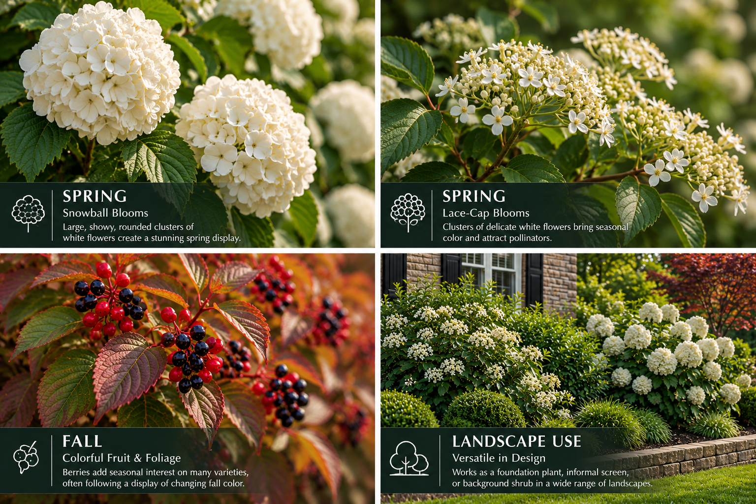 Viburnum