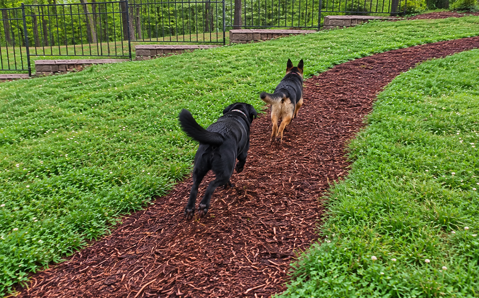Dogs Racing Along a Mulch Path.png