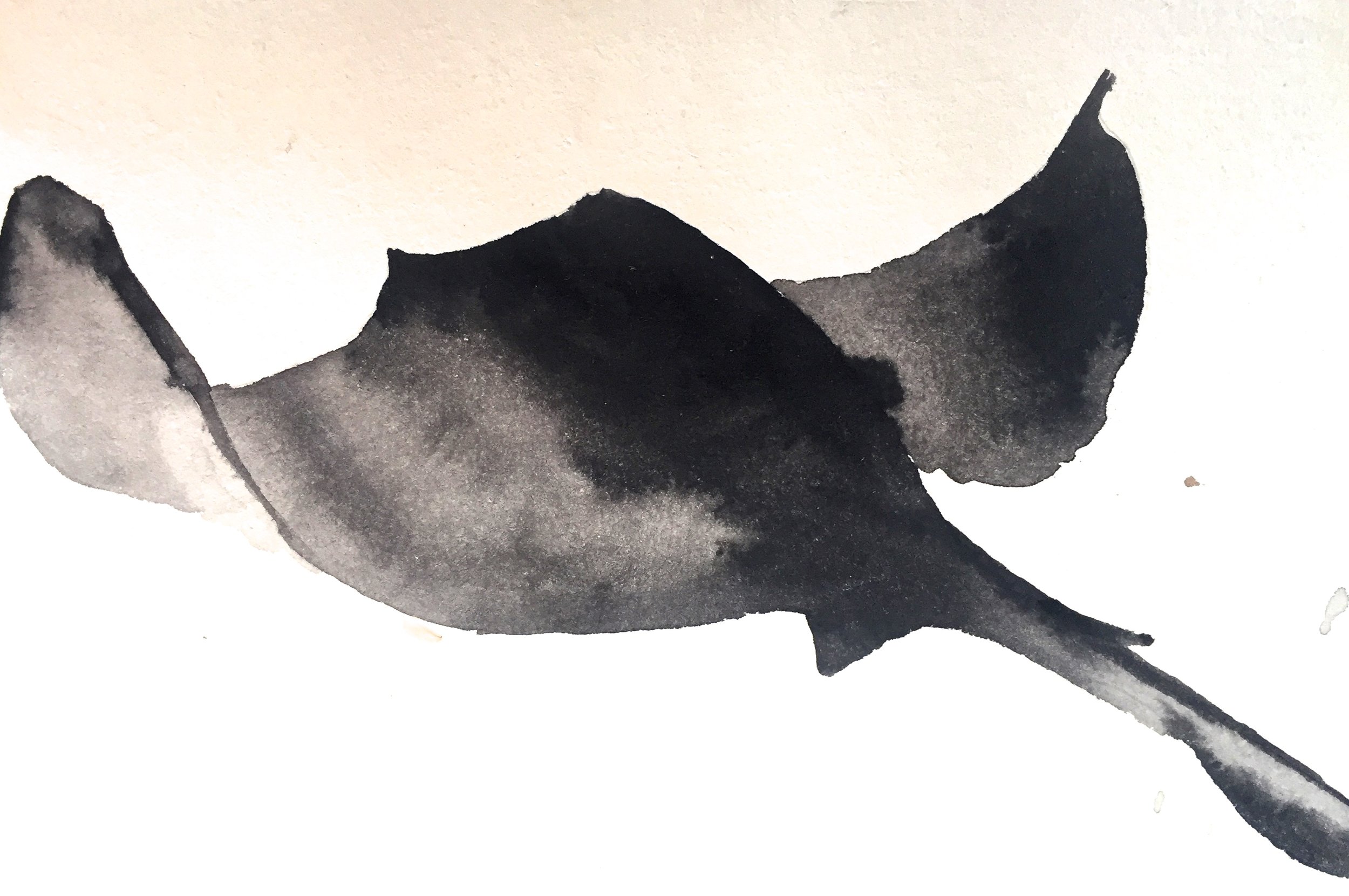 Stingray (Dasyatidae) Owen O'Shea Watercolour