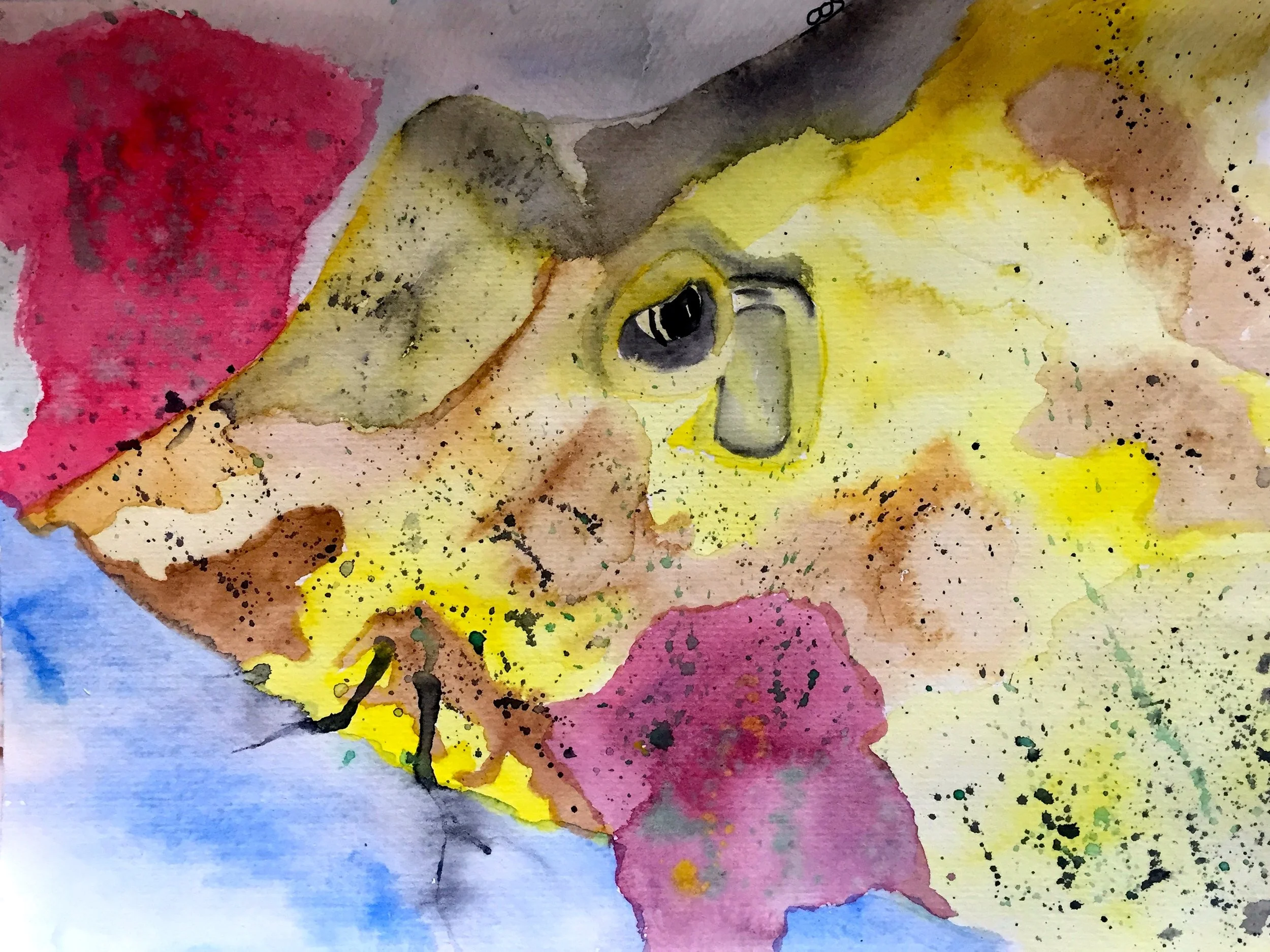 Yellow Stingray ( Urobatis jamaicensis ) Owen O'Shea Watercolour