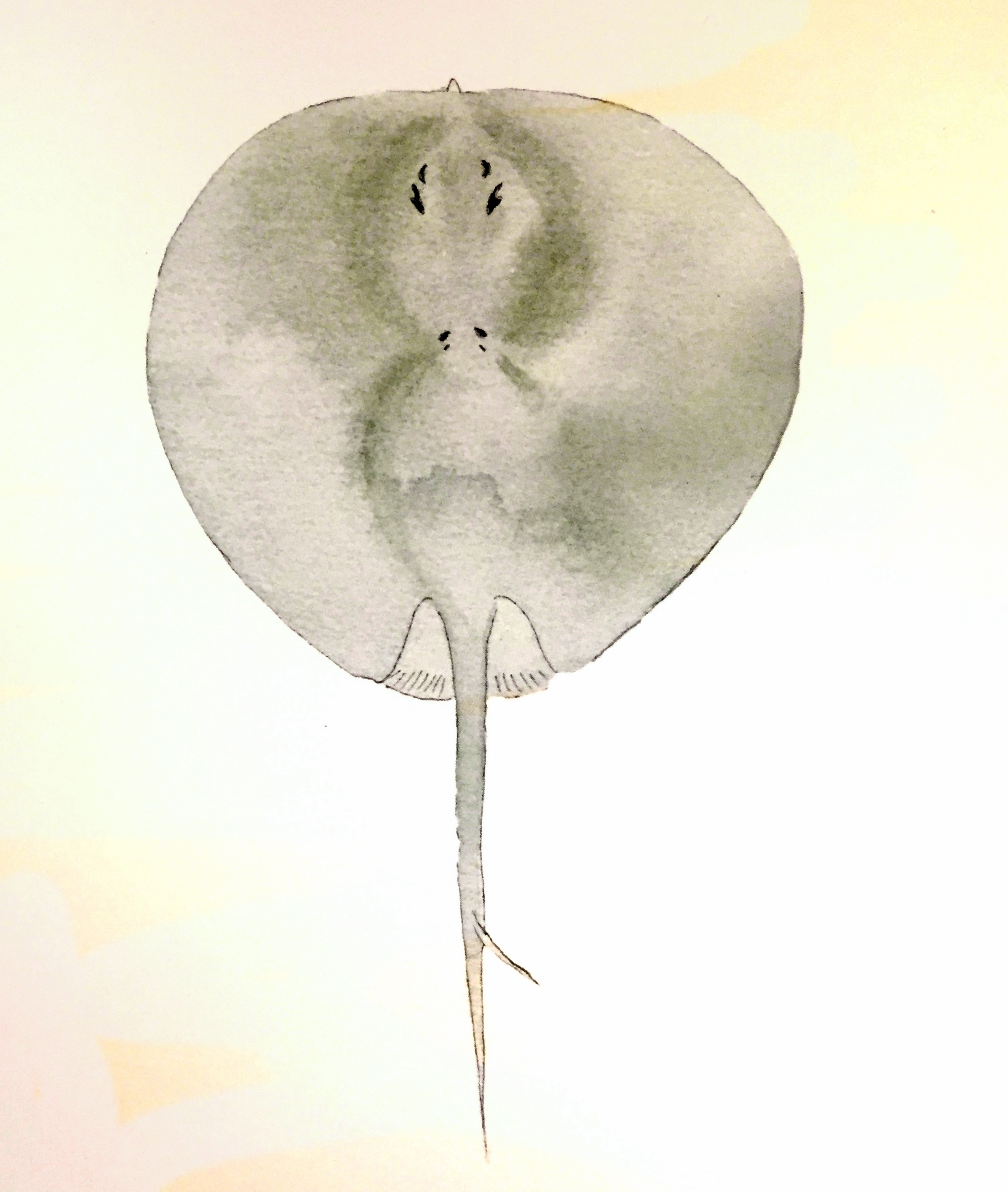 Atlantic Chupare Stingray ( Styracura schmardae ) Lia Cary Watercolour