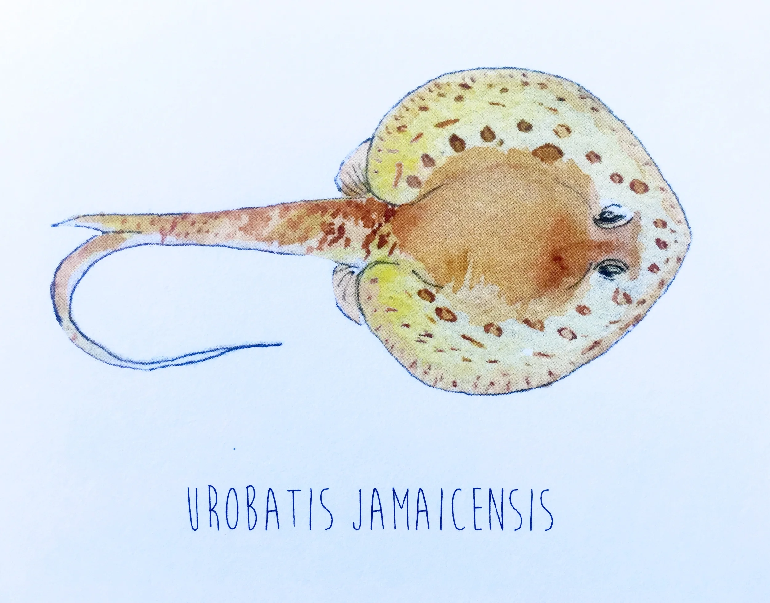 Yellow Ray ( Urobatis jamaicensis ) Lia Cary Watercolour
