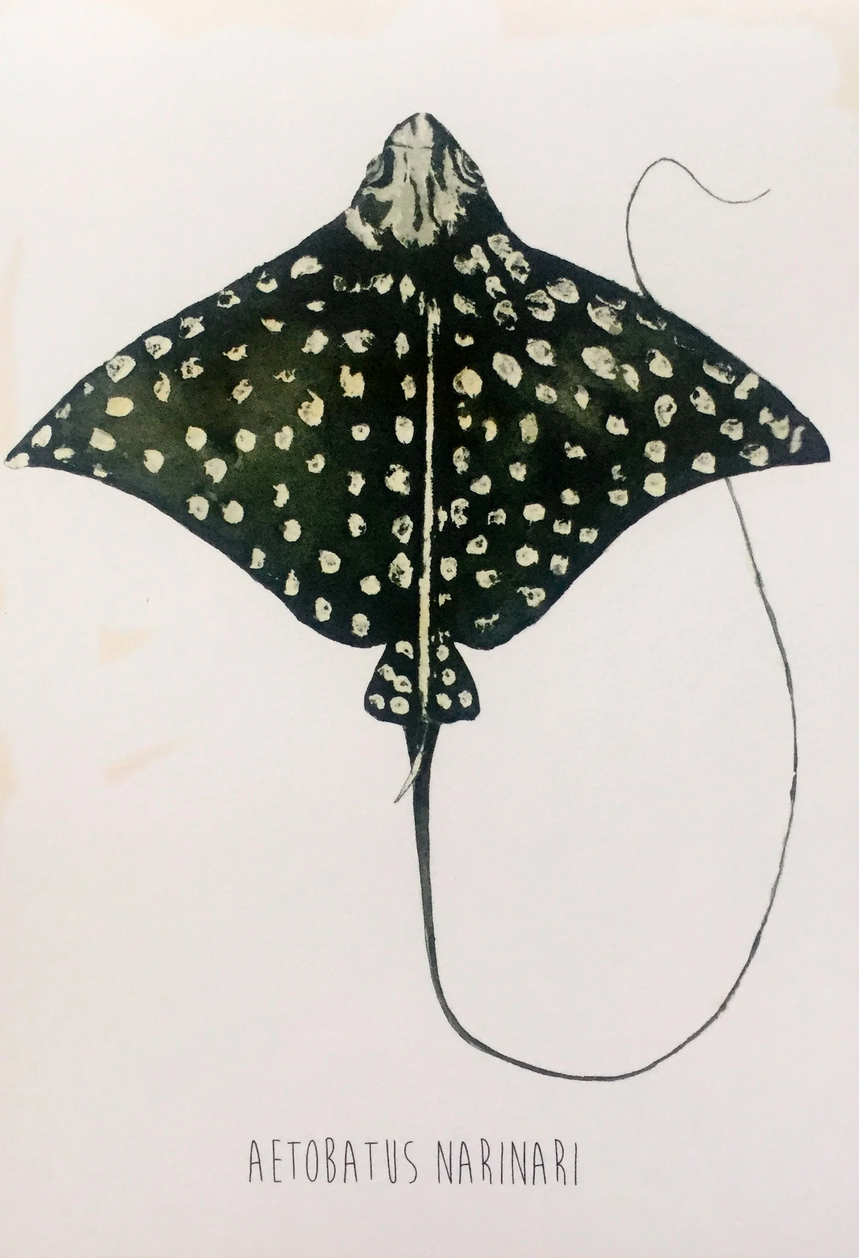 White Spotted Eagle Ray ( Aetobatus narinari) Lia Cary Watercolour