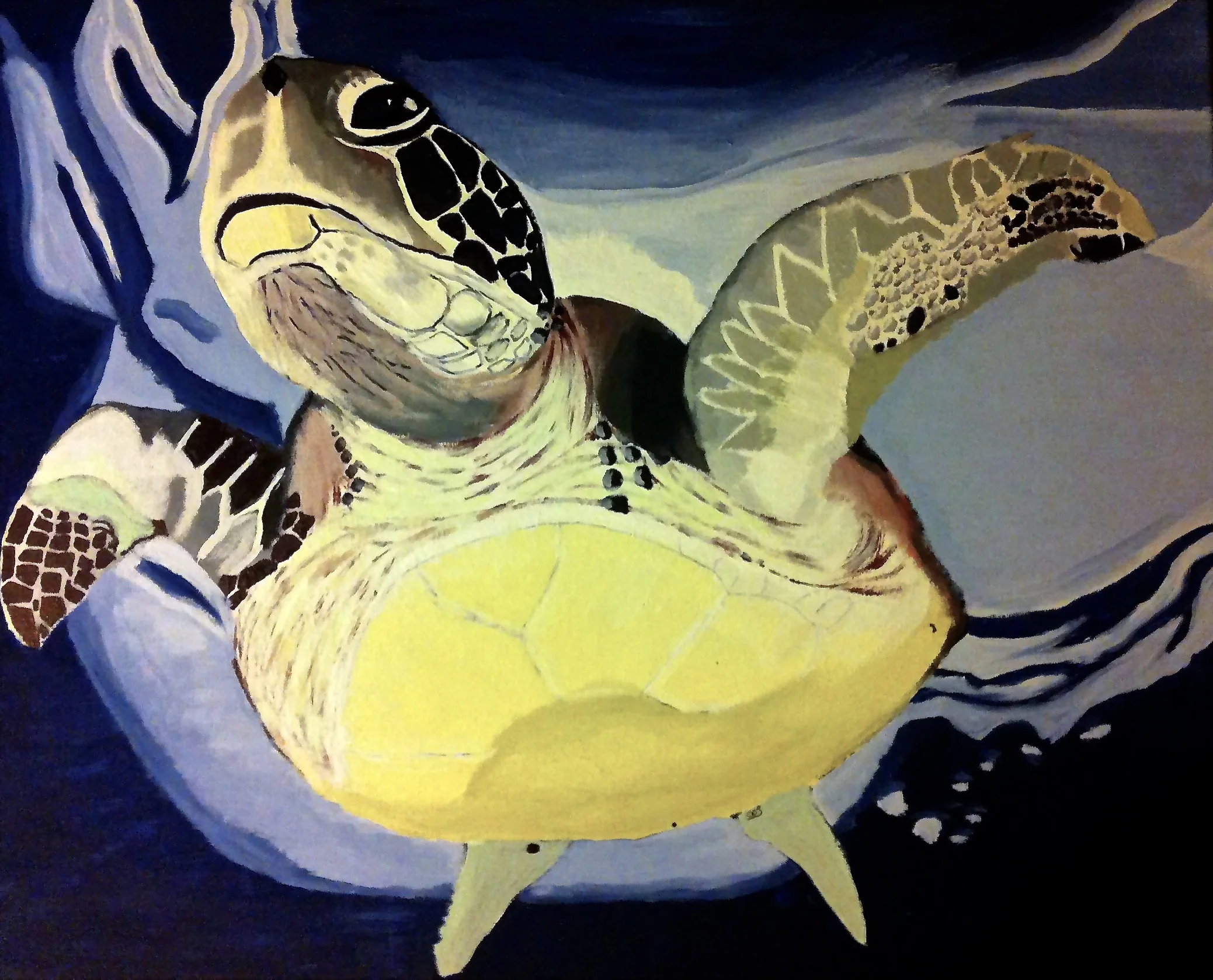 Green Turtle ( Chelonia mydas ) Owen O'Shea Acrylic on Canvas