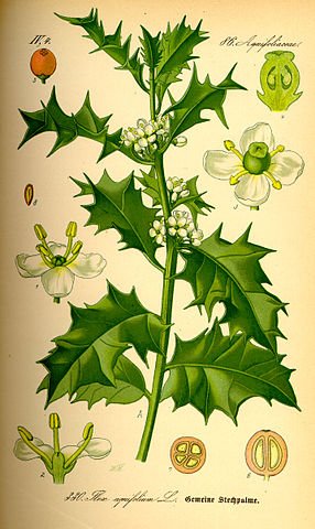 286px-Illustration_Ilex_aquifolium0.jpg