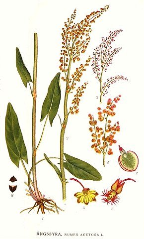 290px-359_Rumex_acetosa.jpg