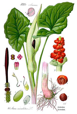 Illustration_Arum_maculatum1.jpg