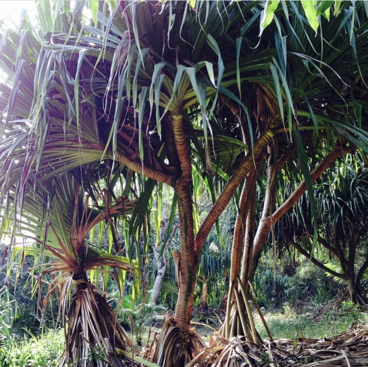Hala (pandanus) Trees