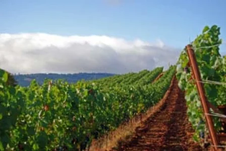 vineyard.jpg