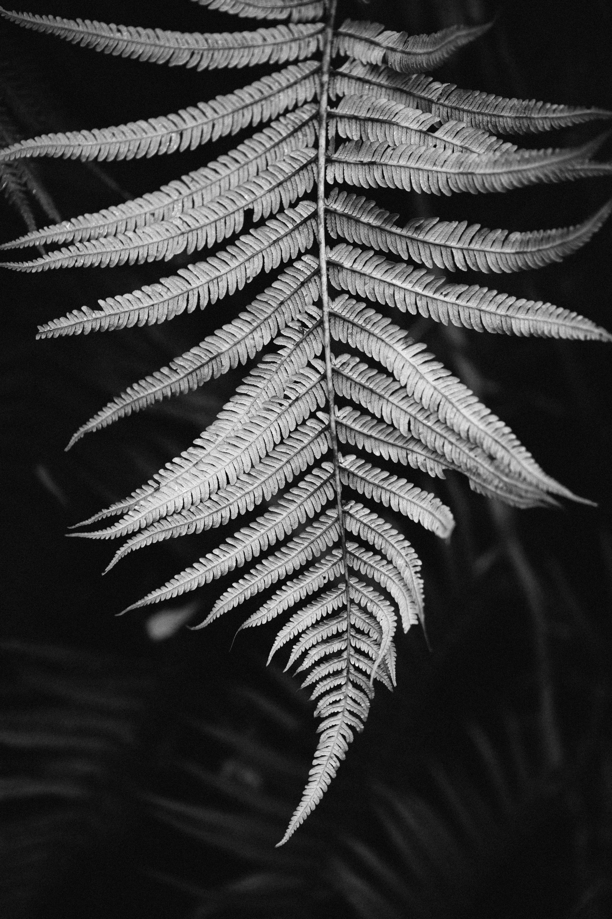 20141231_DaleScottKona_0687.jpg