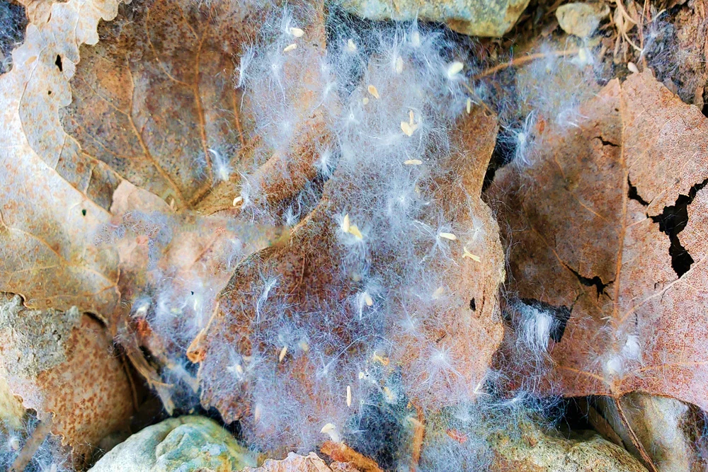 Seeds And Stone 004 001.jpg