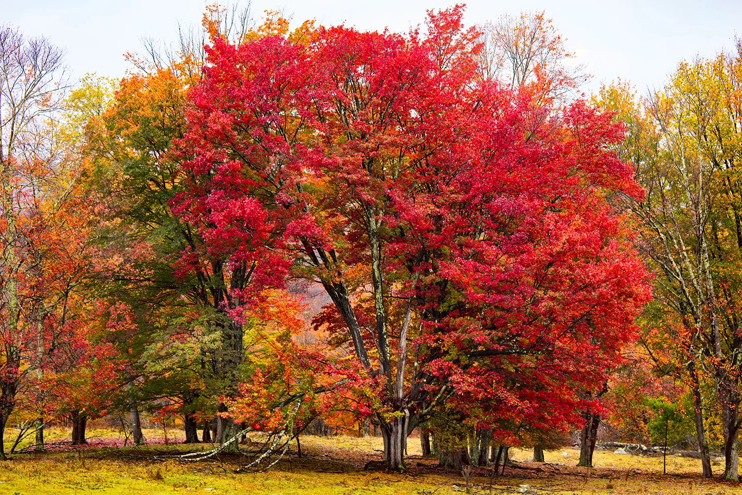 Autumn Splendor | West Virginia