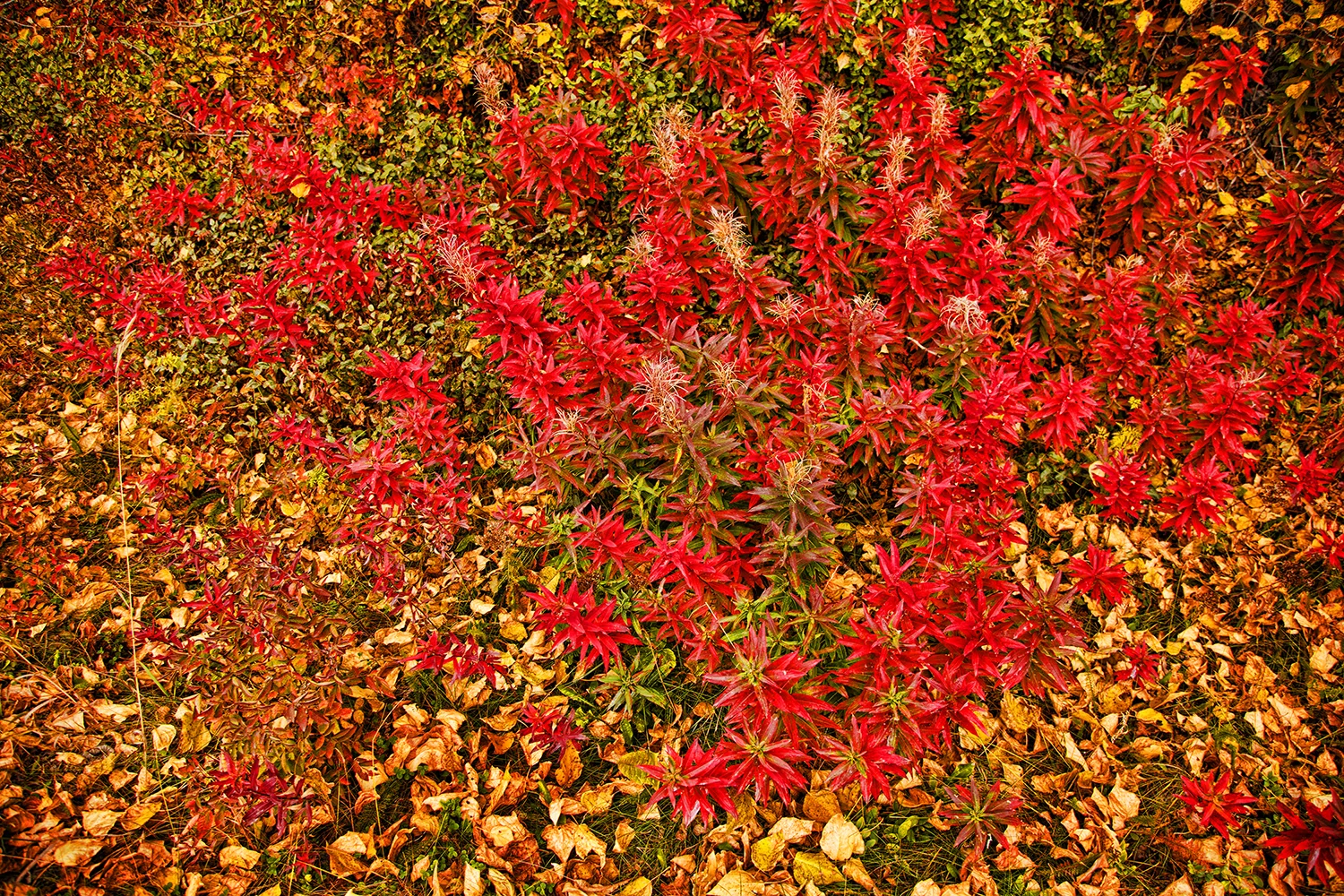 Autumnal Firegrass | Alaska