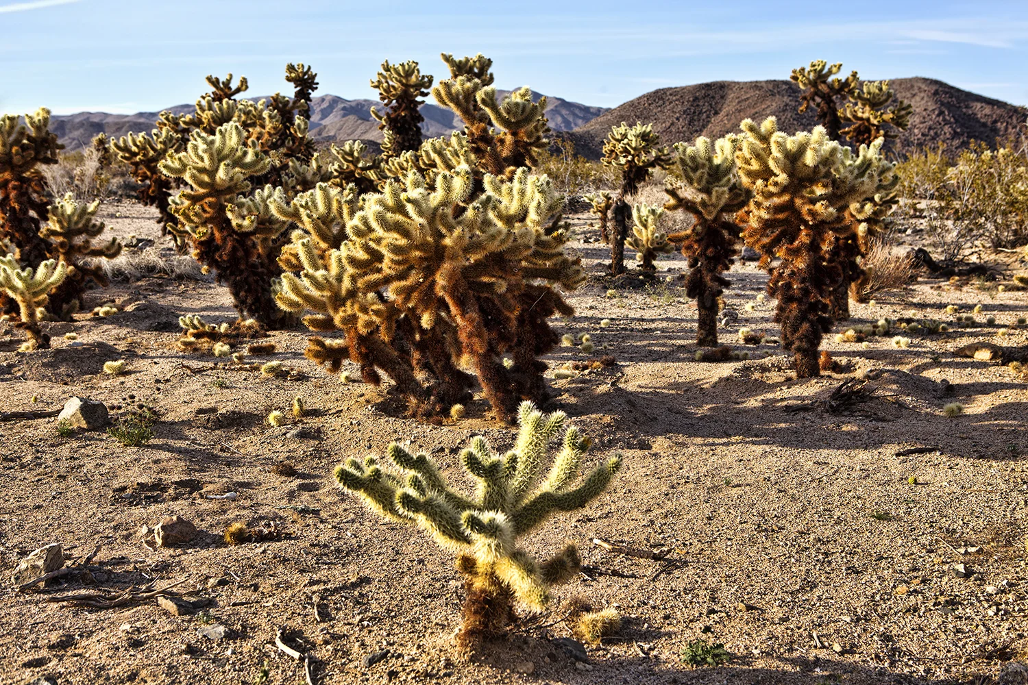 Joshua Tree National Park | California