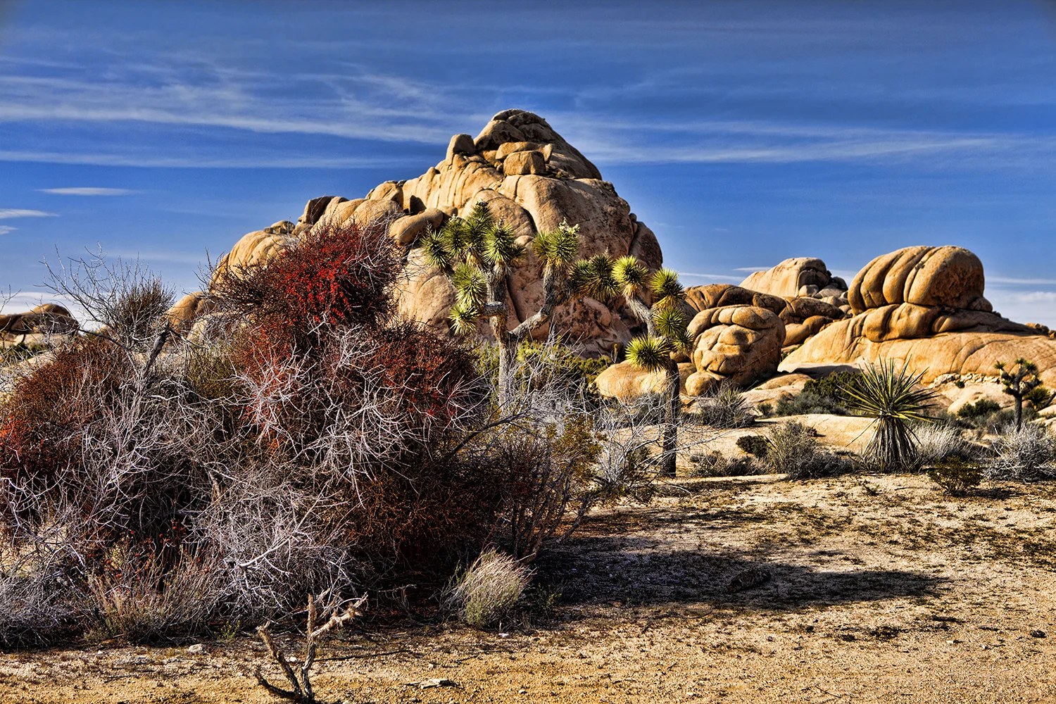 Joshua Tree National Park | California