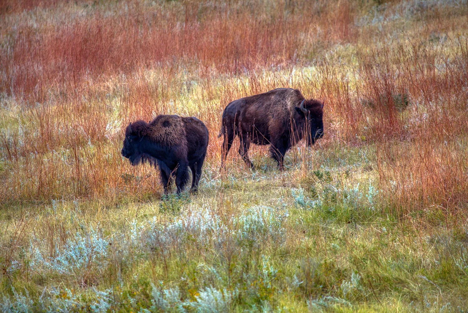Buffalo at Custer State Park | South Dakota 