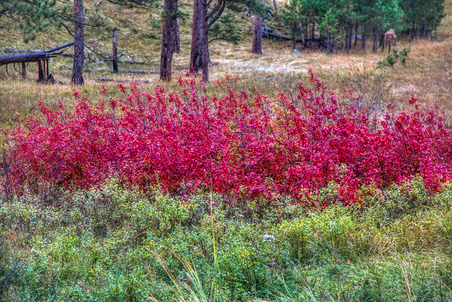 Custer State Park | South Dakota
