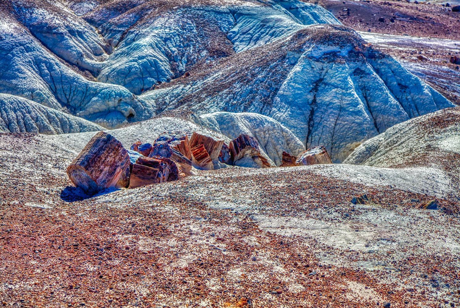Petrified Forest | Arizona