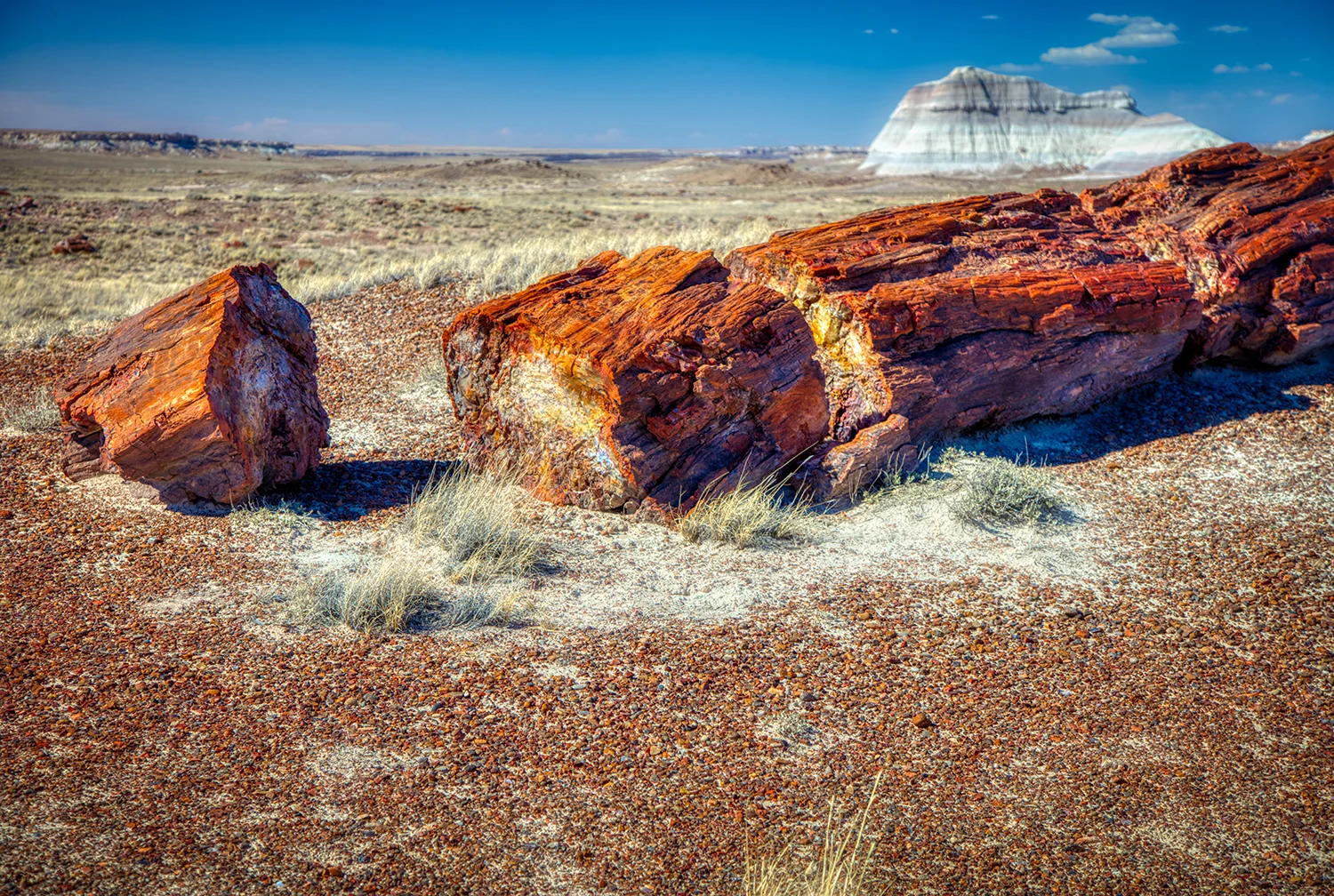 Petrified Forest | Arizona