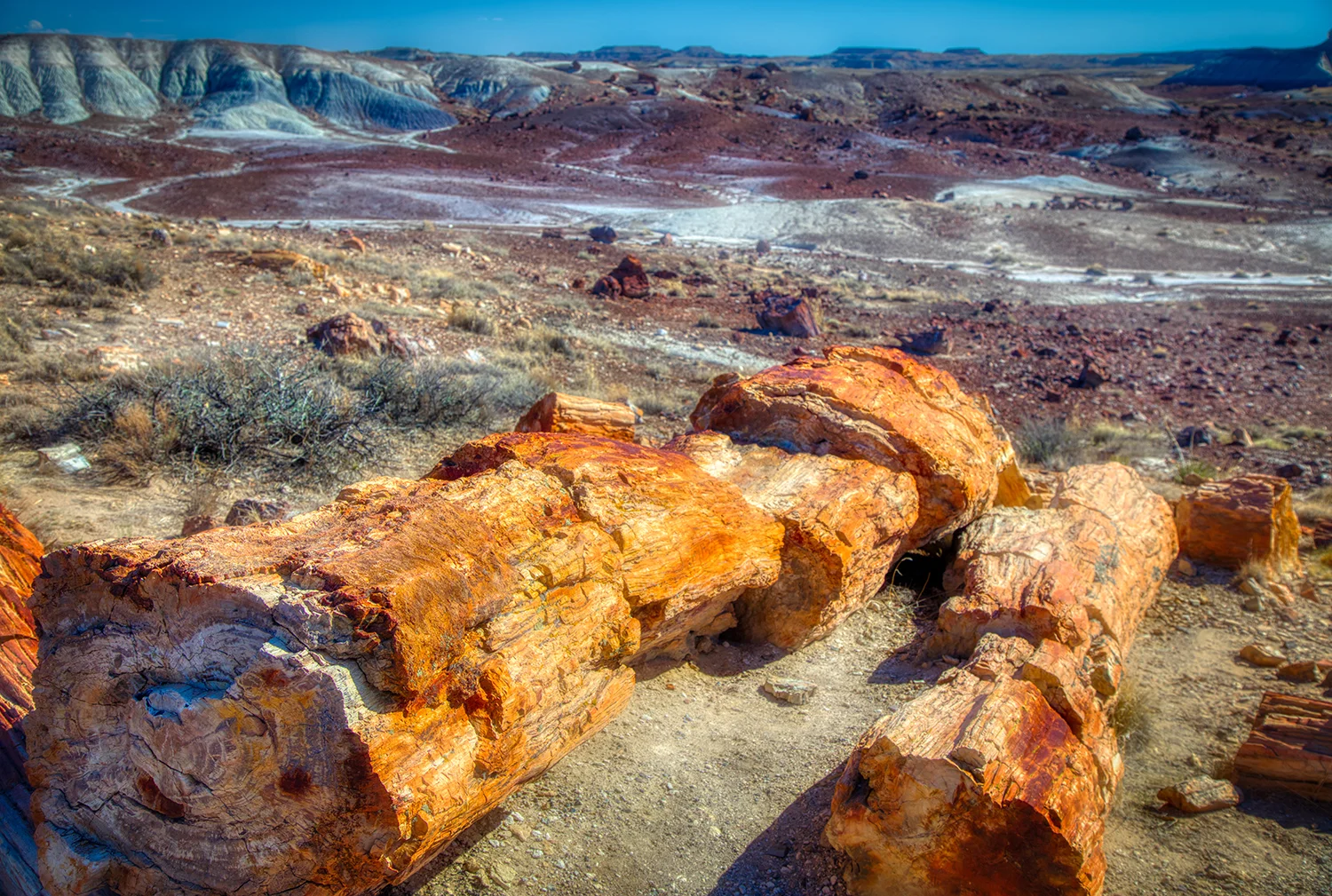 Petrified Forest | Arizona