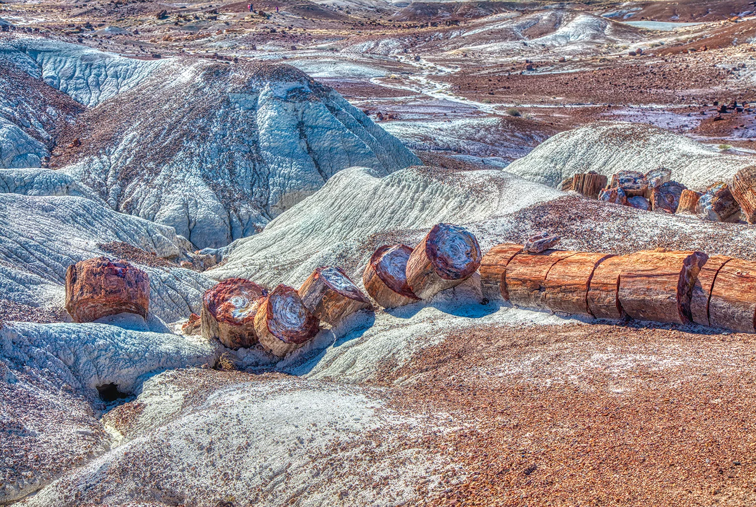 Petrified Forest | Arizona