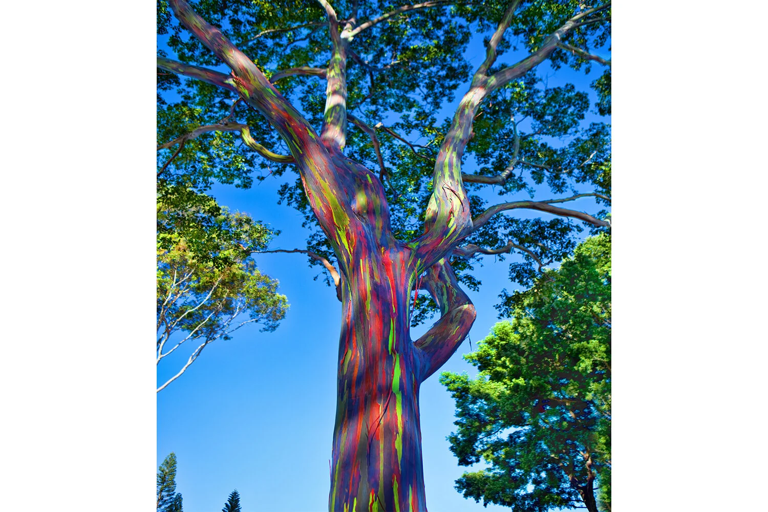 Rainbow Eucalyptus Tree in Maui | Hawaii (Vertical)