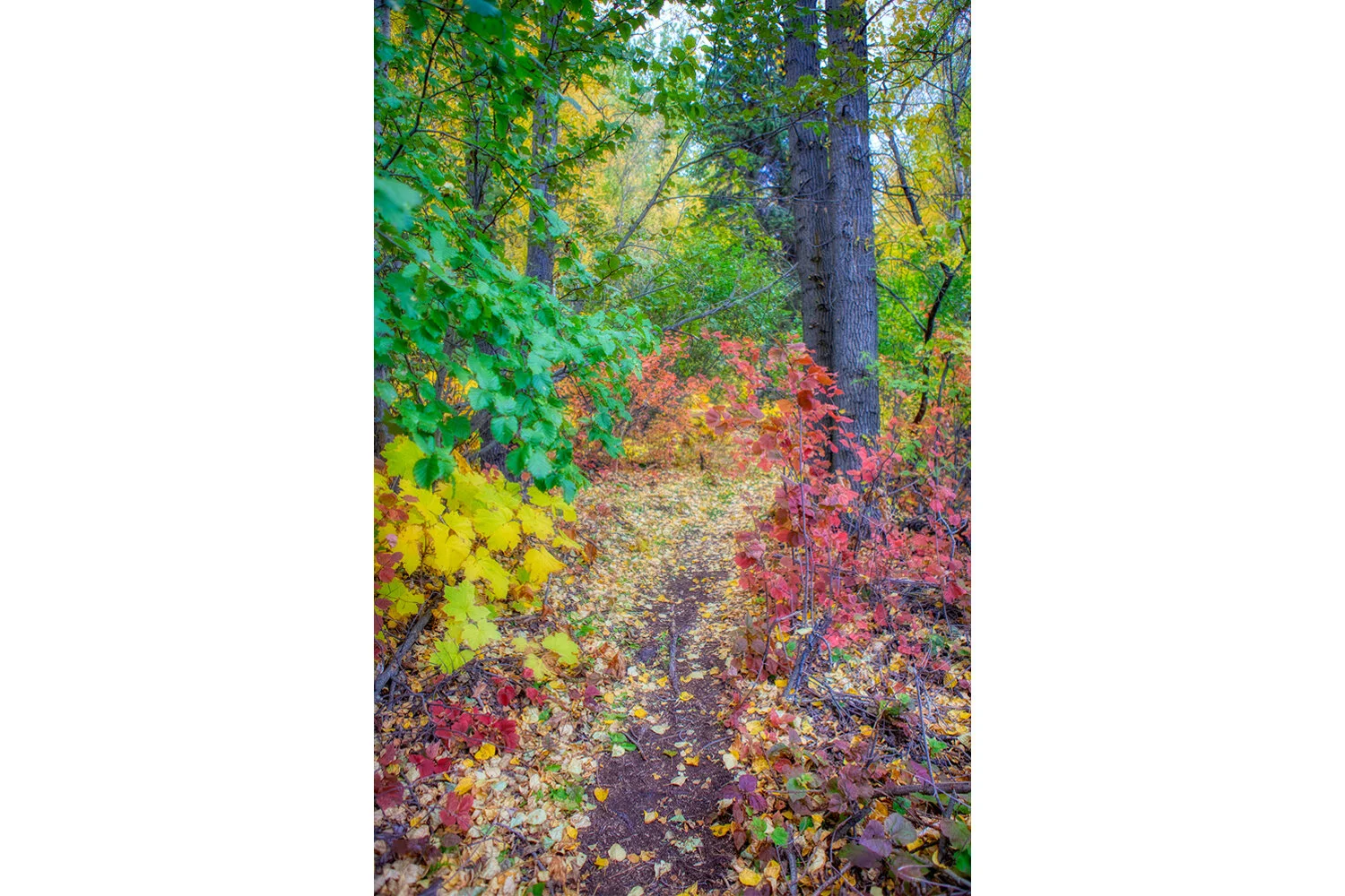 Fall in Alaska (Vertical)